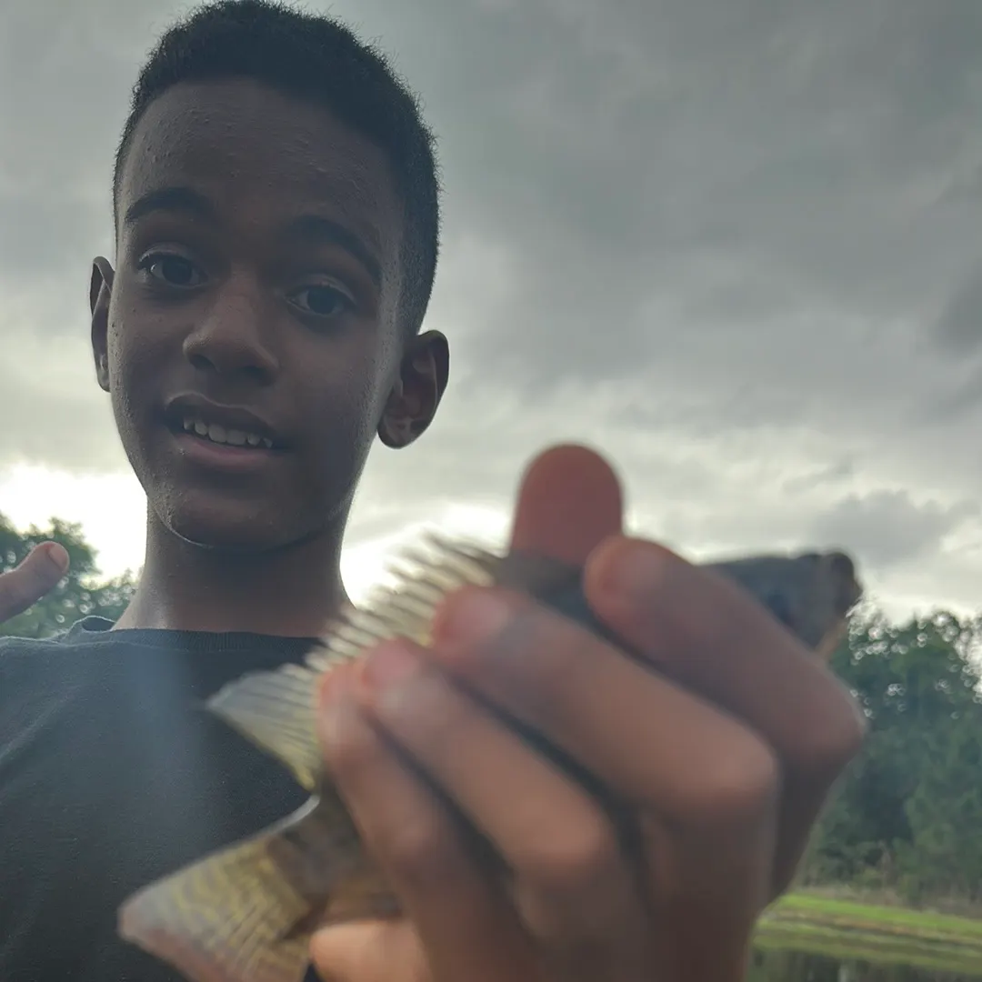 The most recent Redbelly tilapia catches on Fishbrain