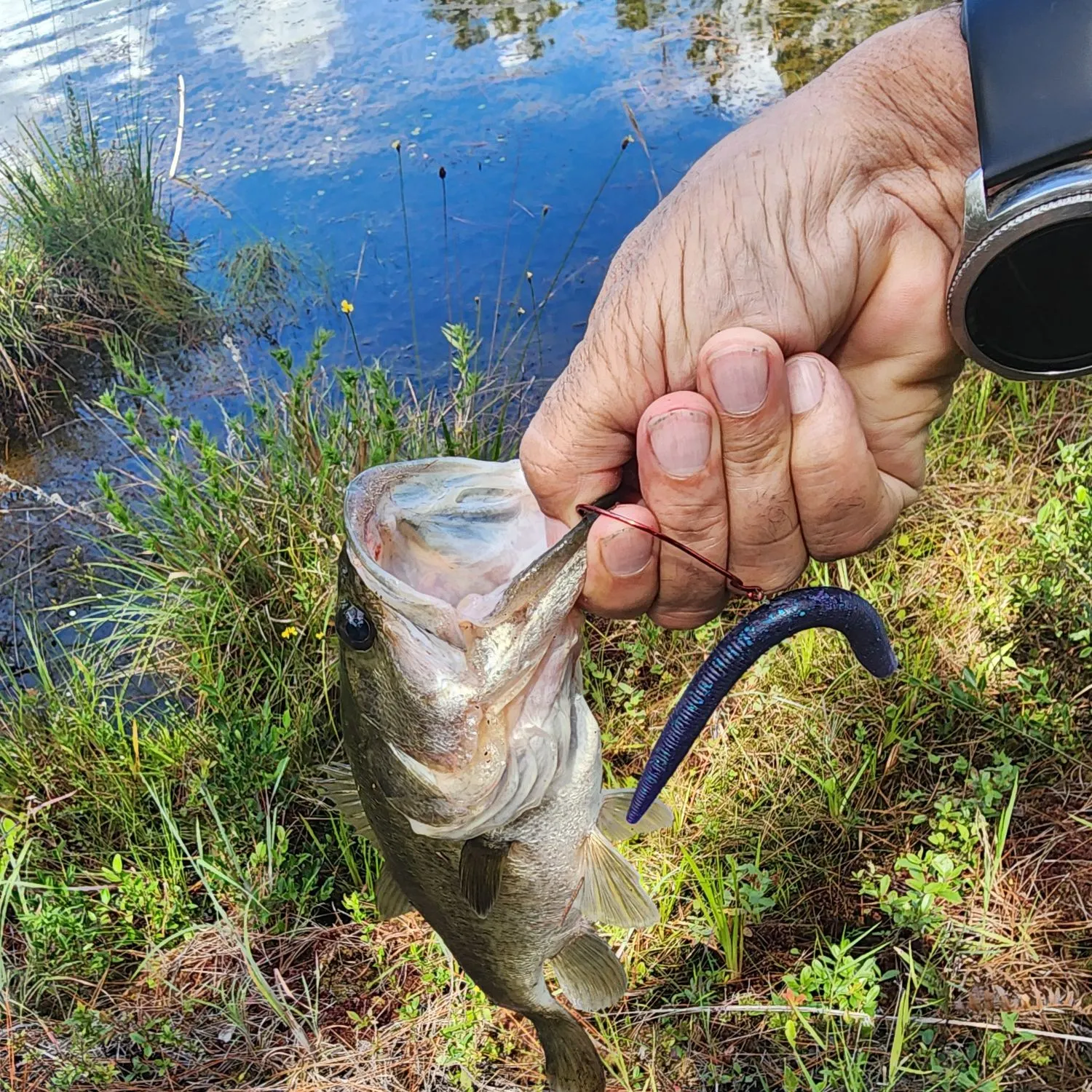 Largemouth bass caught on Fishbrain