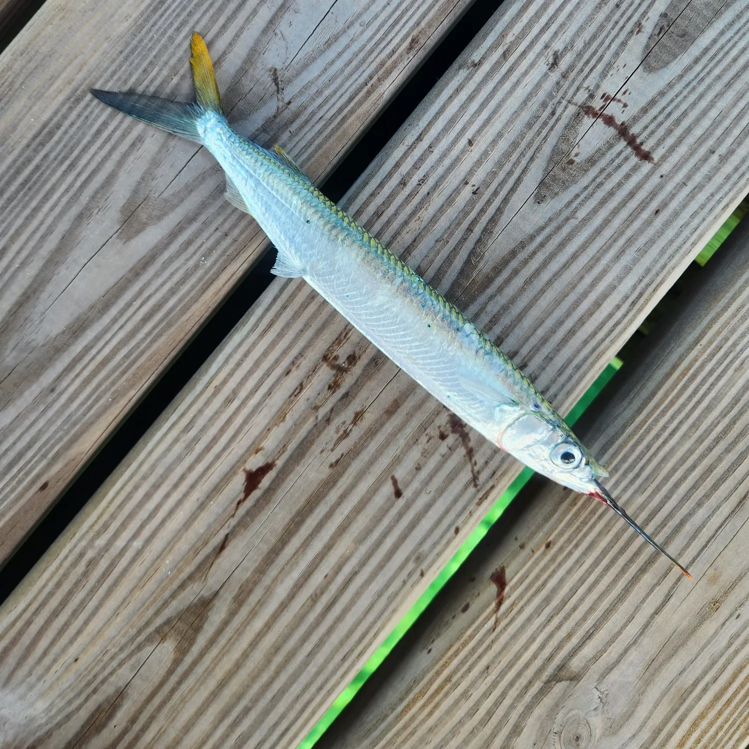 The most recent Ballyhoo halfbeak catches on Fishbrain