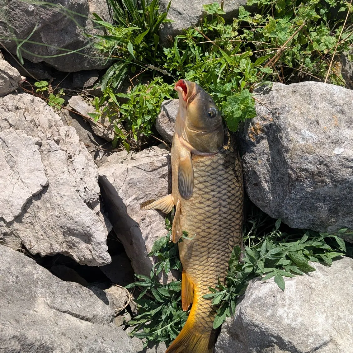 Common carp caught on Fishbrain