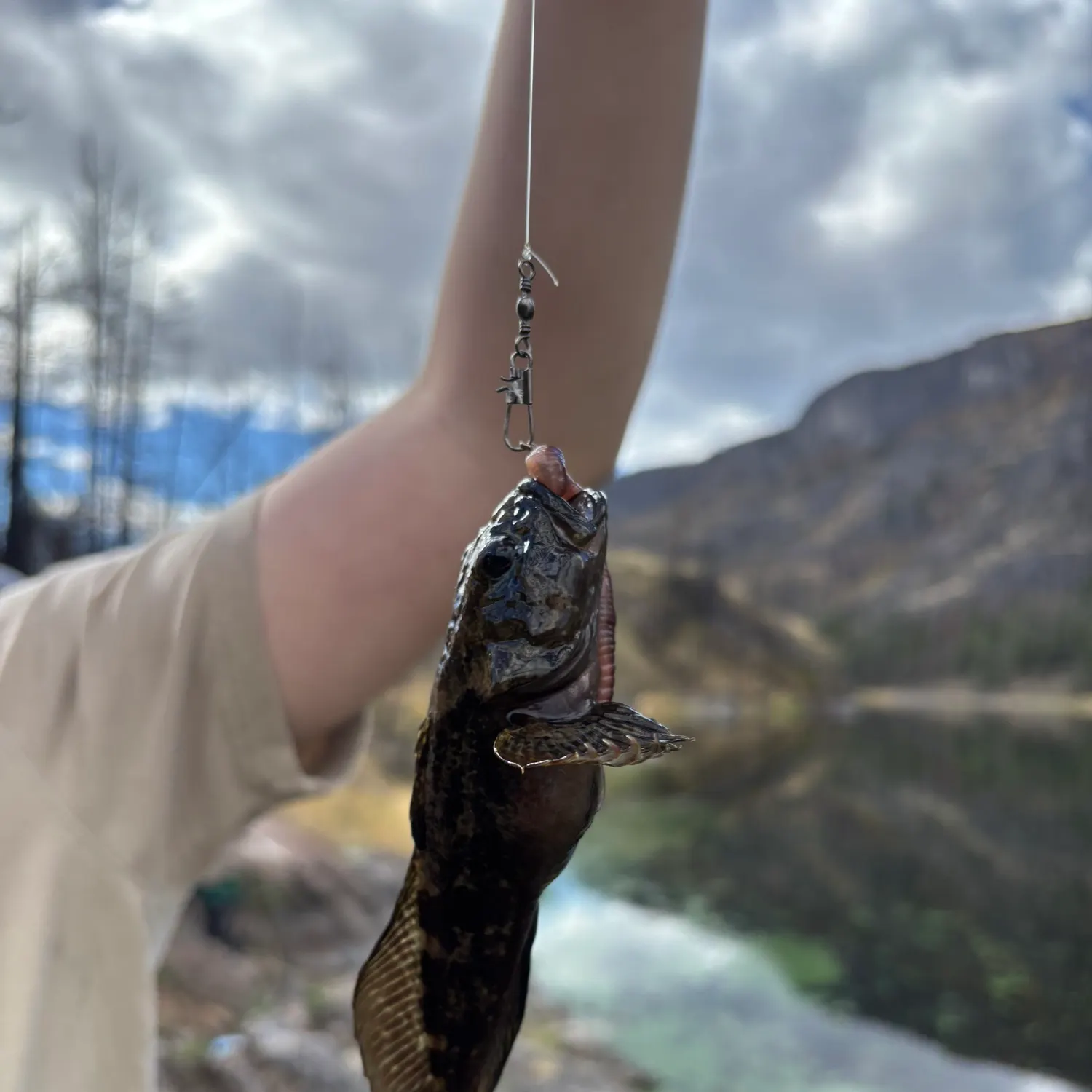 Prickly sculpin caught on Fishbrain