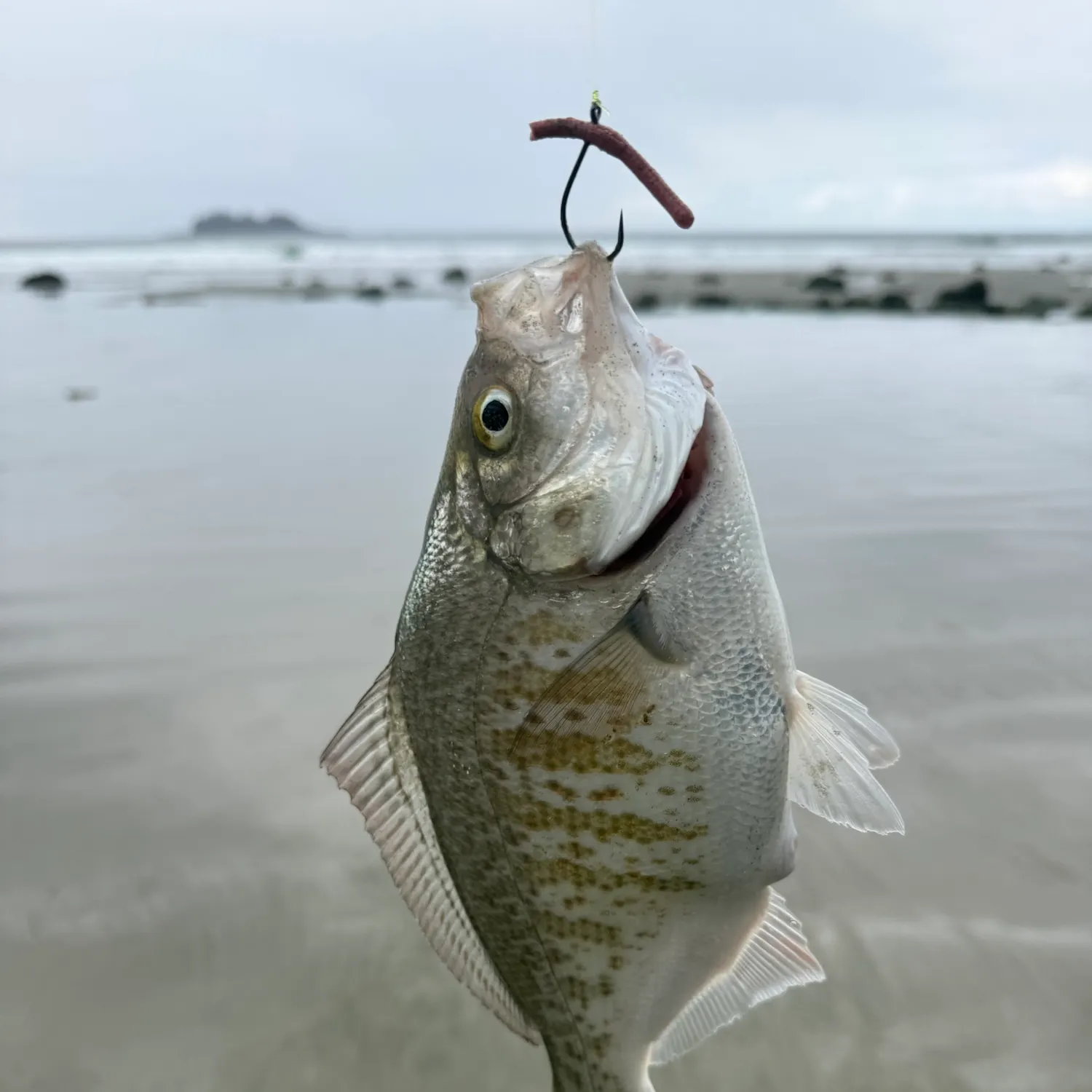 The most recent Calico surfperch catches on Fishbrain