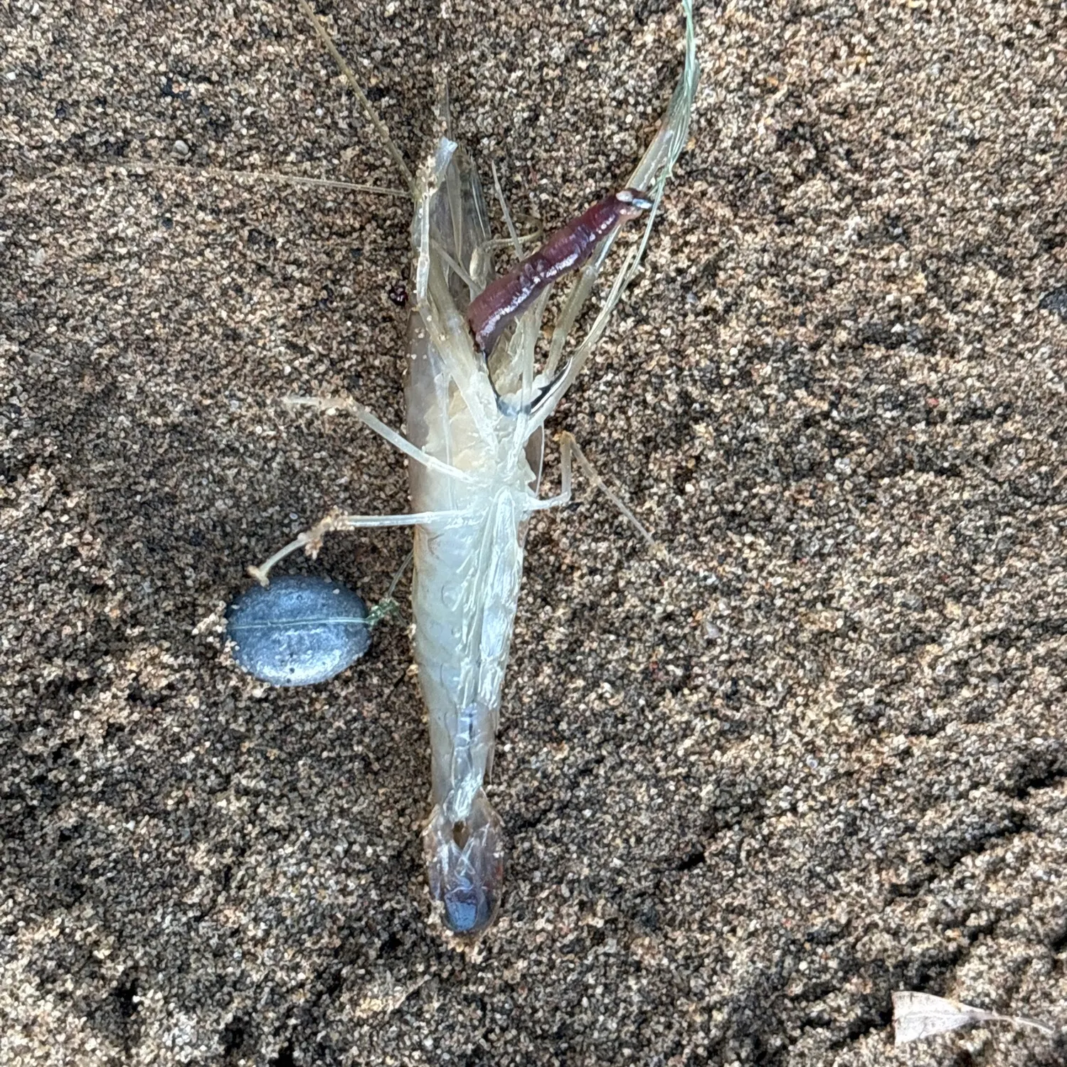 The most recent Arcfin shrimpgoby catches on Fishbrain