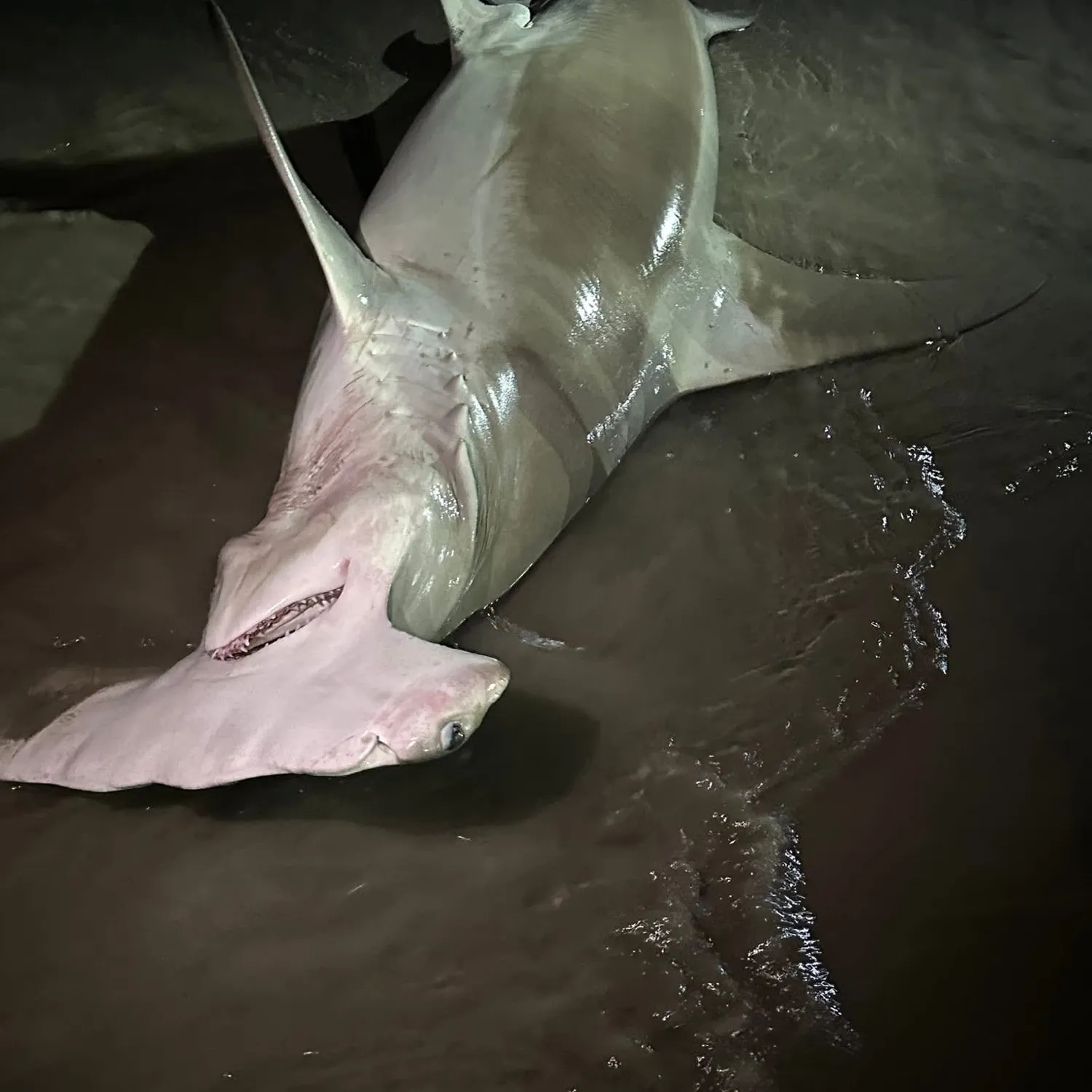 The most recent Great hammerhead shark catches on Fishbrain