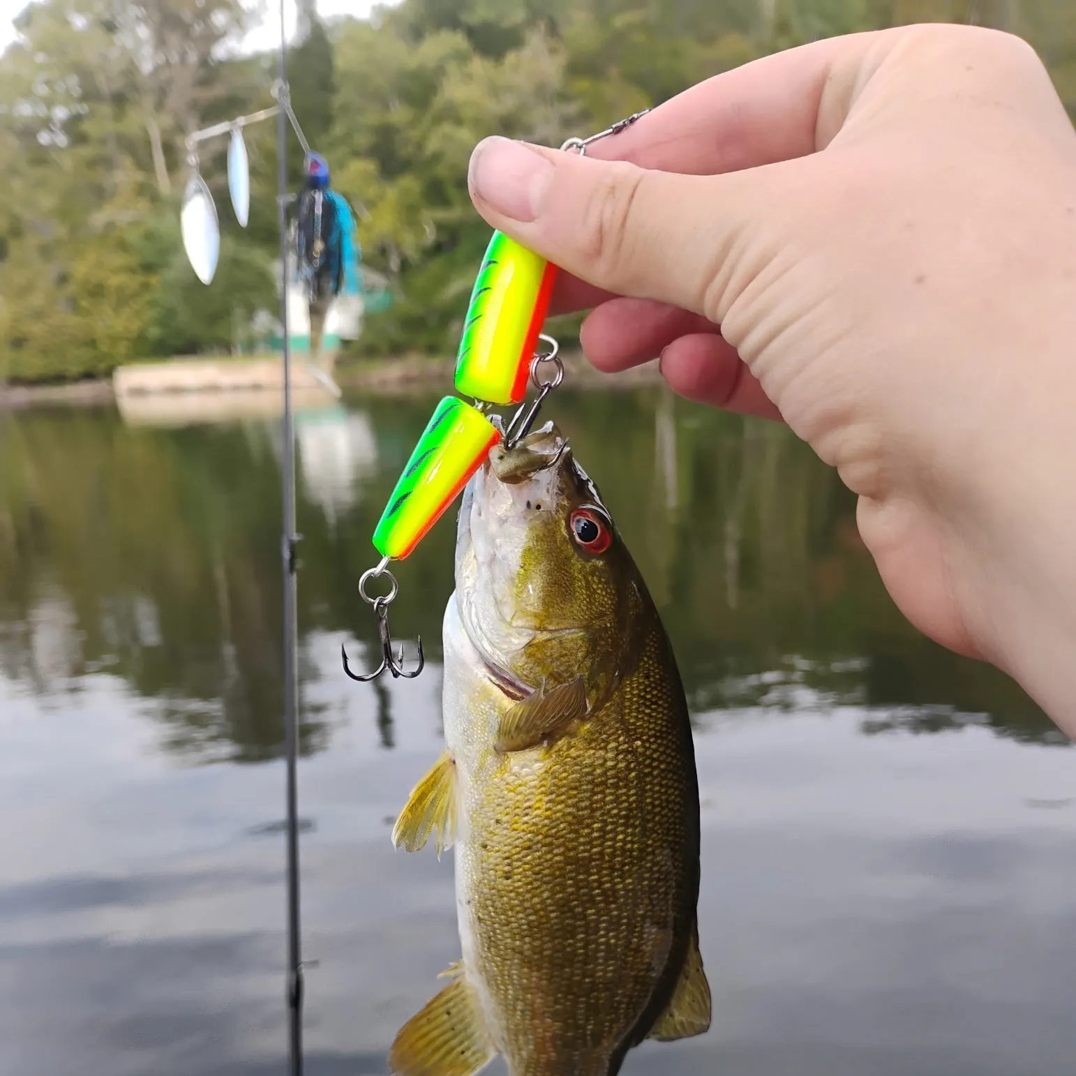 Smallmouth bass caught on Fishbrain