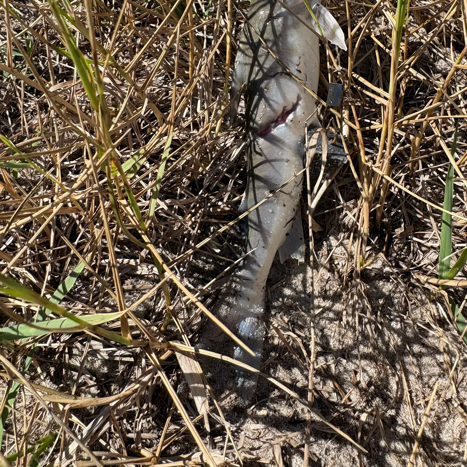 Fish caught on Fishbrain