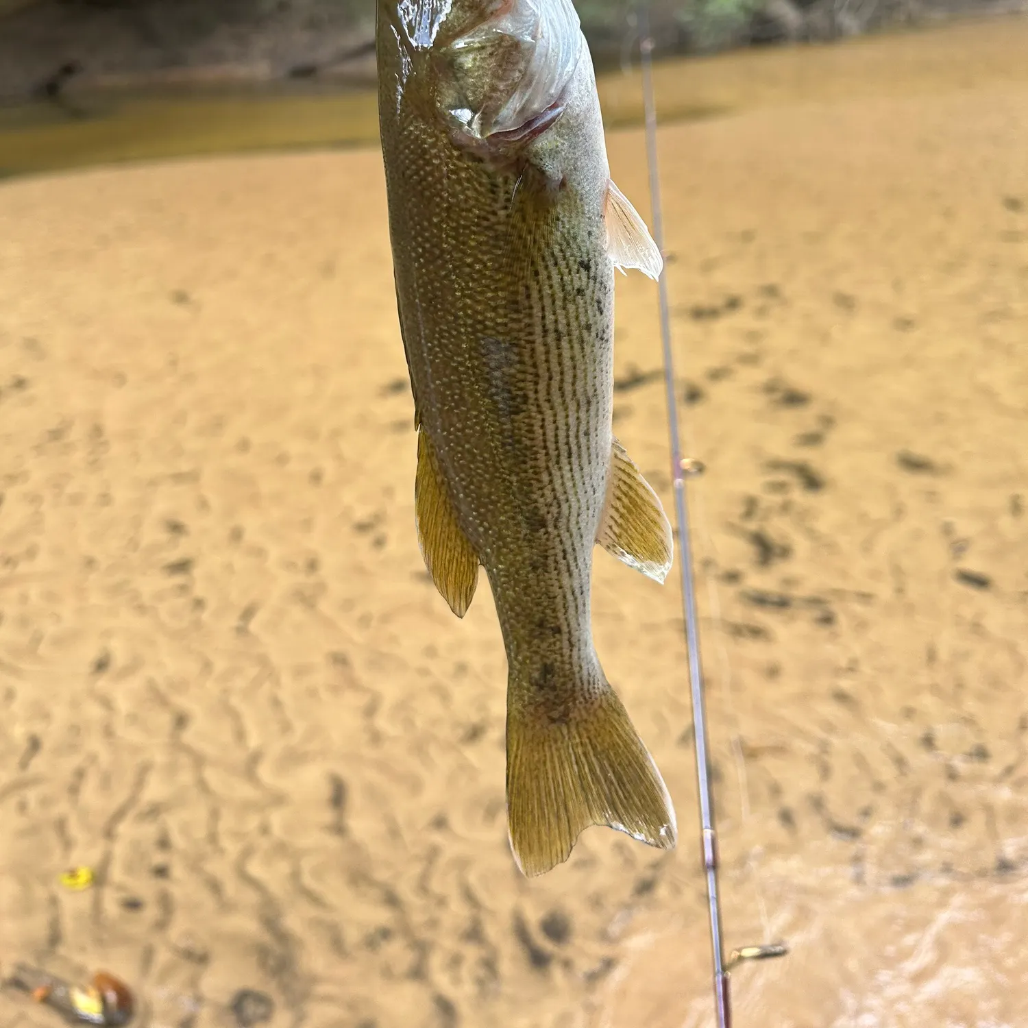 The most recent Warrior bass catches on Fishbrain