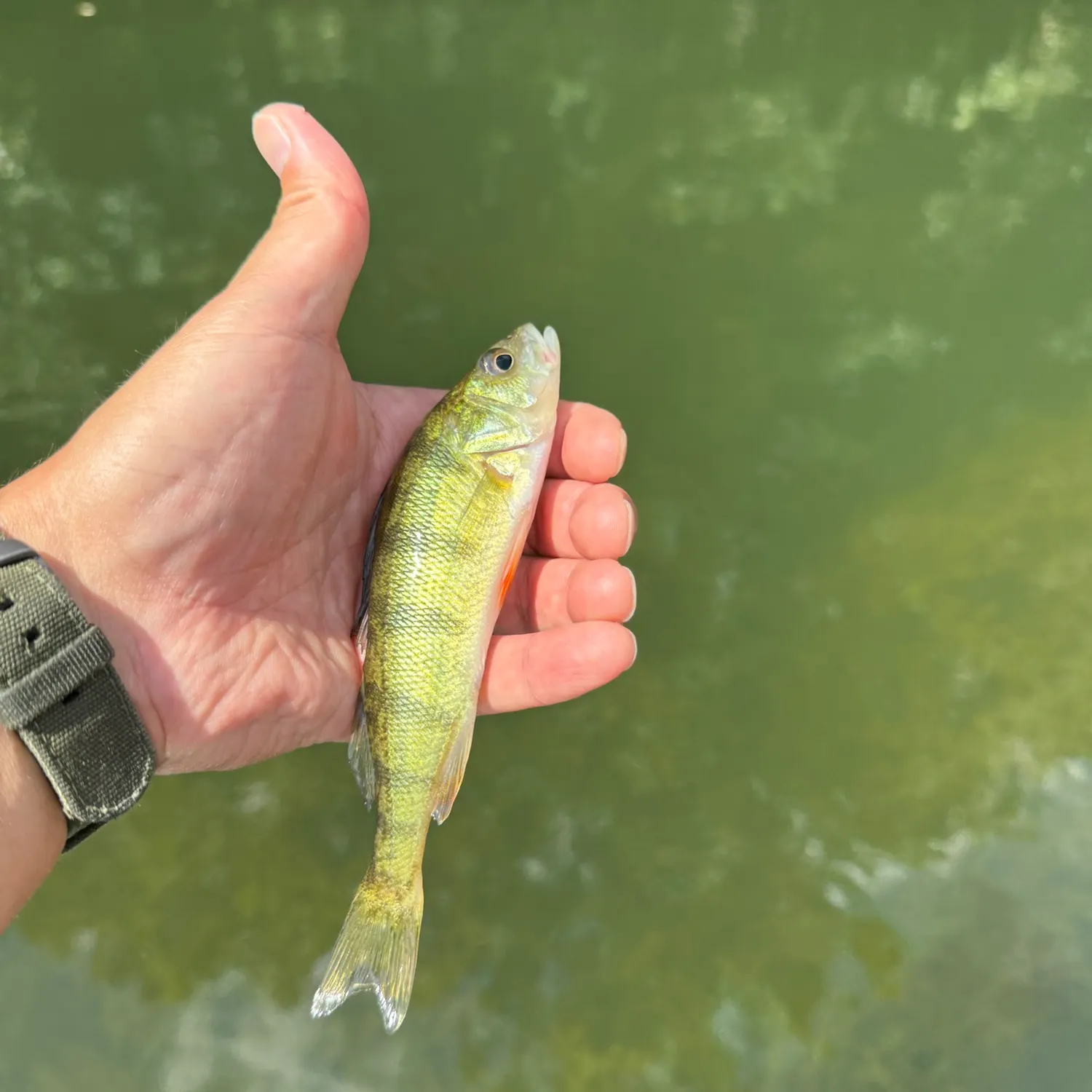 Yellow perch caught on Fishbrain