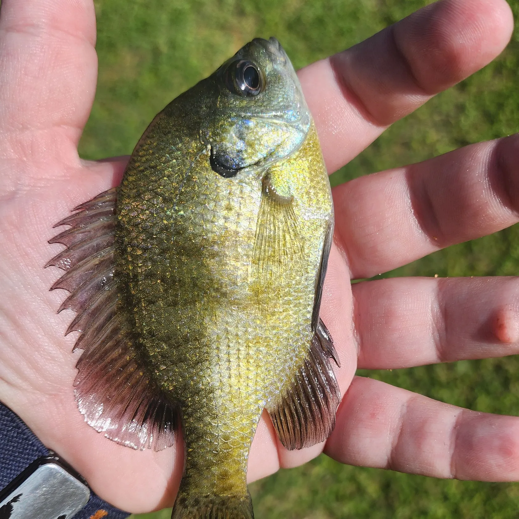 Bluegill caught on Fishbrain