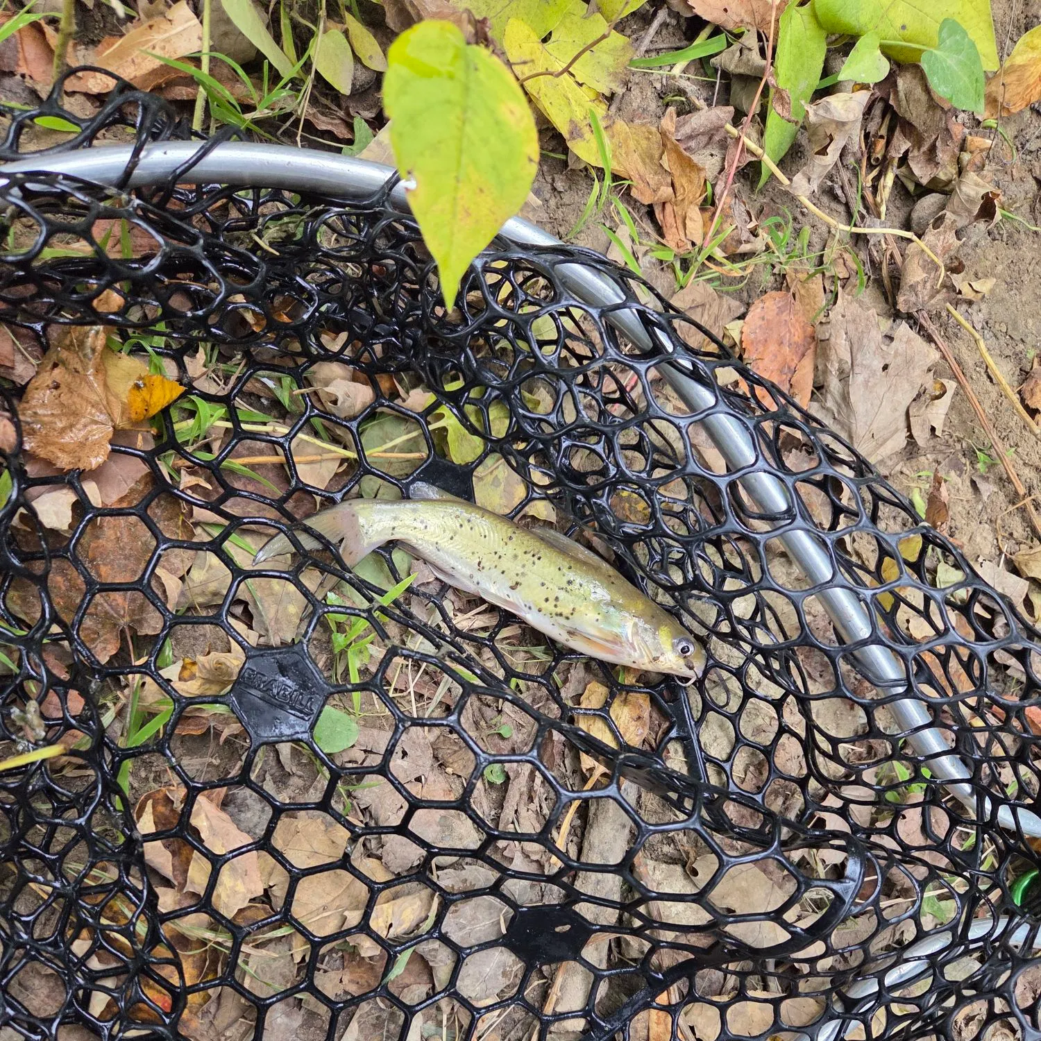 Channel catfish caught on Fishbrain