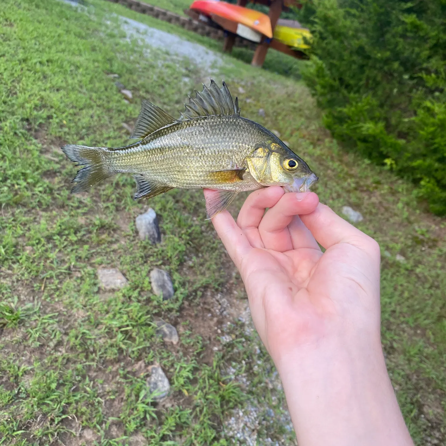 catch