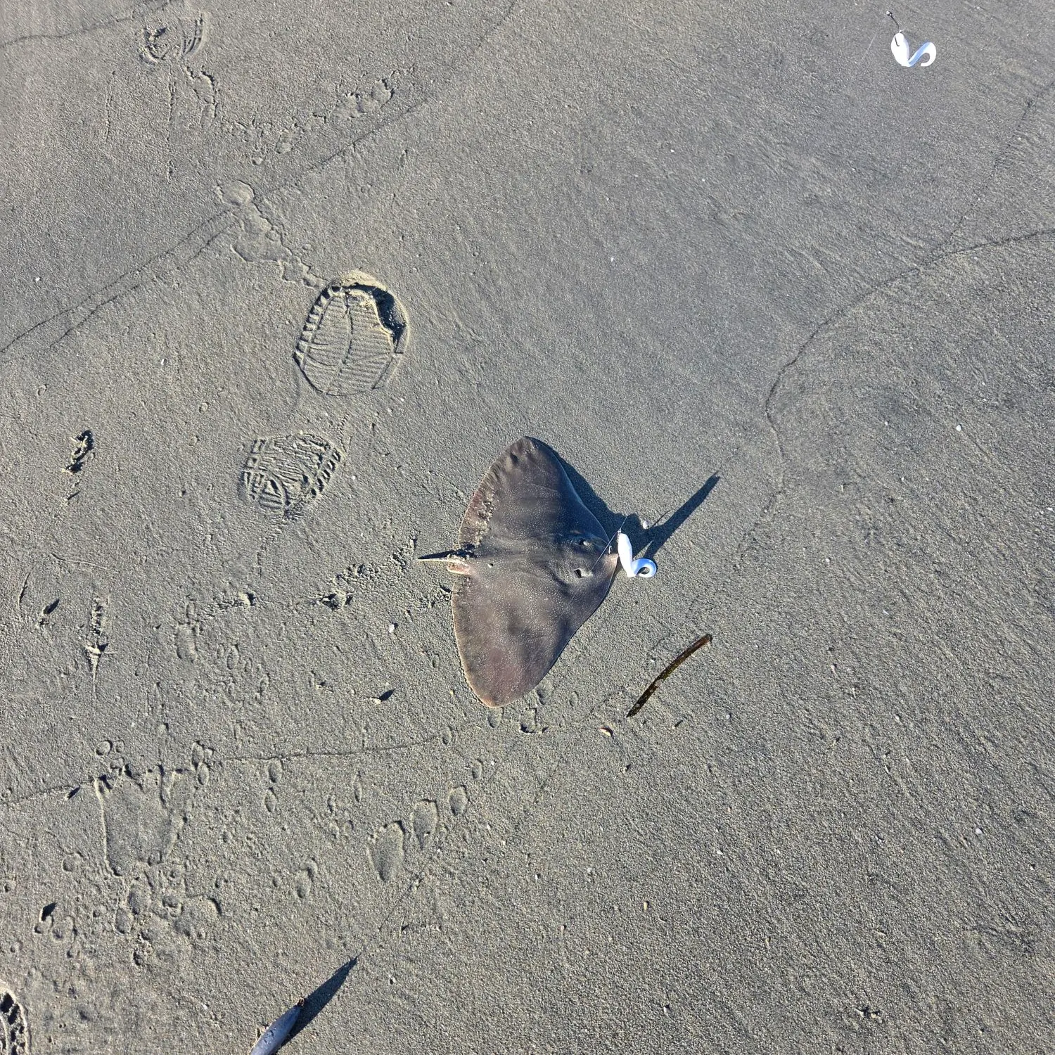 California butterfly ray caught on Fishbrain