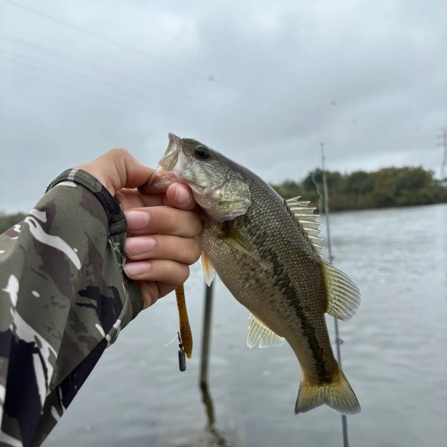 Largemouth bass caught on Fishbrain