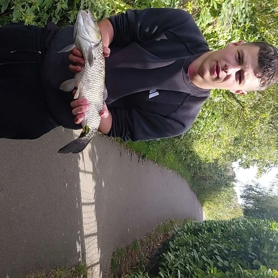 European chub caught on Fishbrain