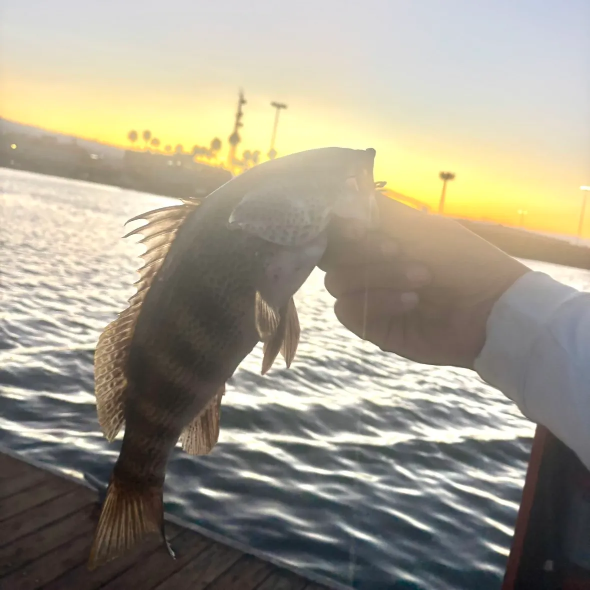 Fish caught on Fishbrain