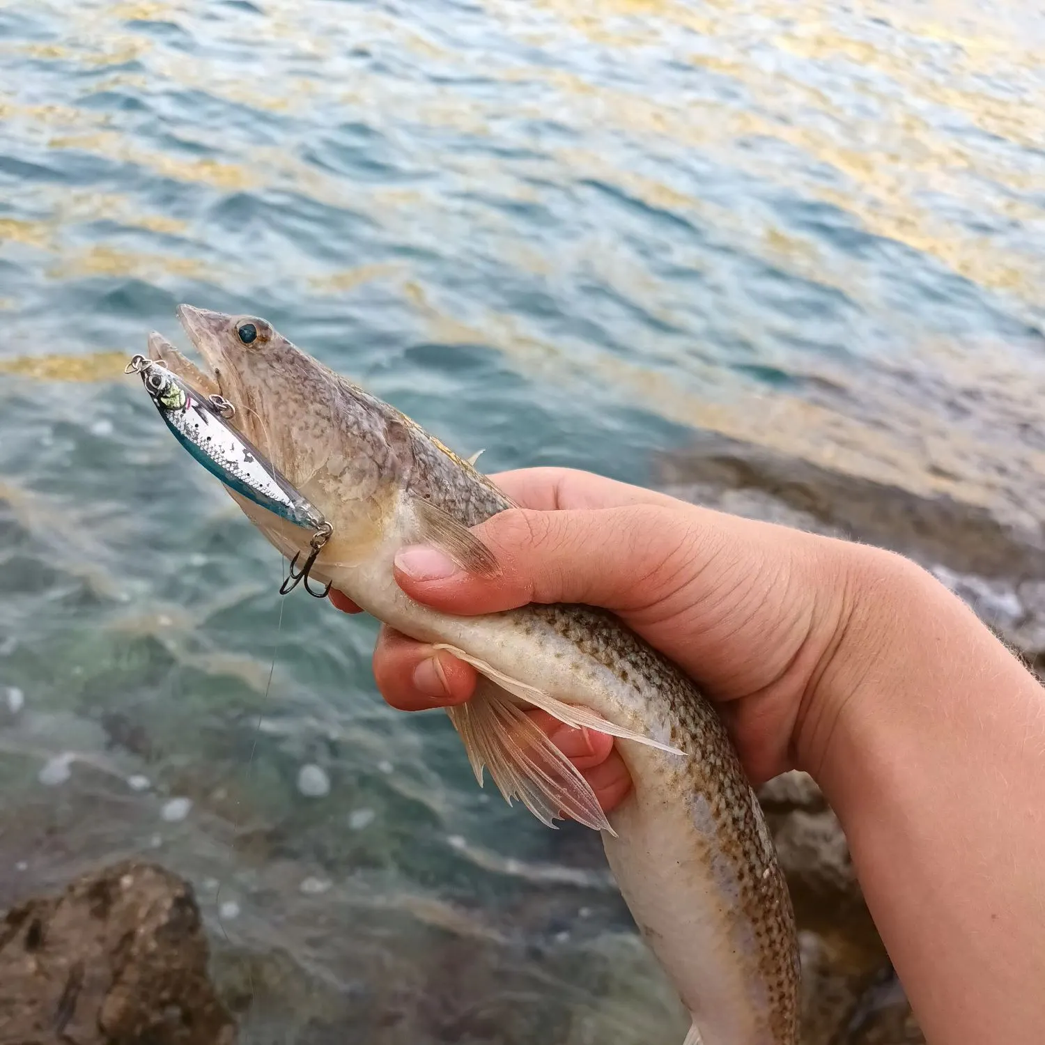 The most recent Atlantic lizardfish catches on Fishbrain
