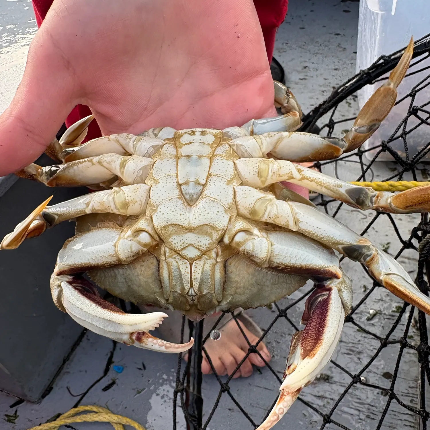 Dungeness crab caught on Fishbrain