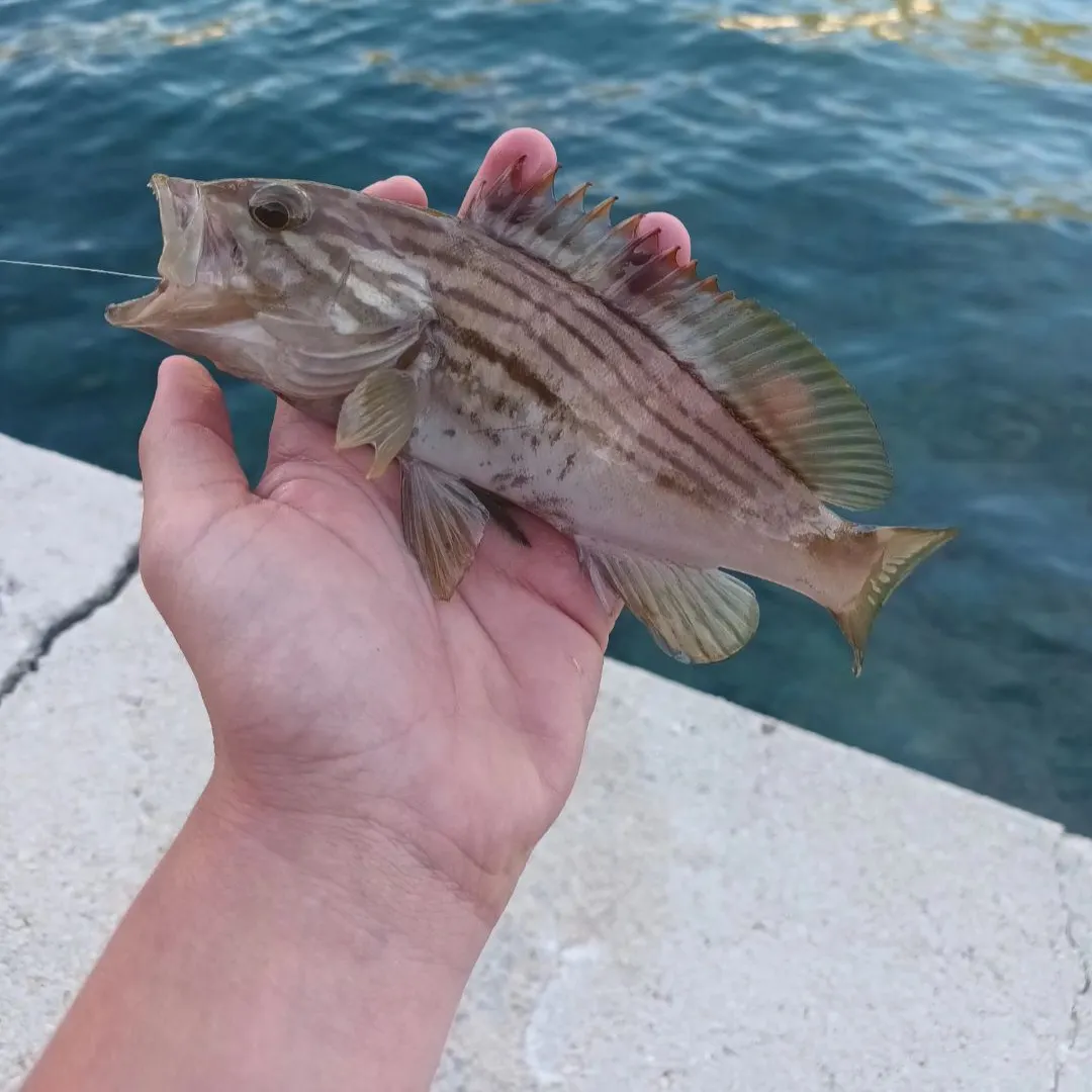 The most recent Goldblotched grouper catches on Fishbrain