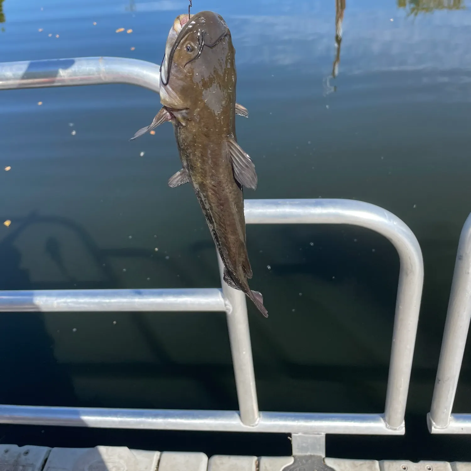 Channel catfish caught on Fishbrain