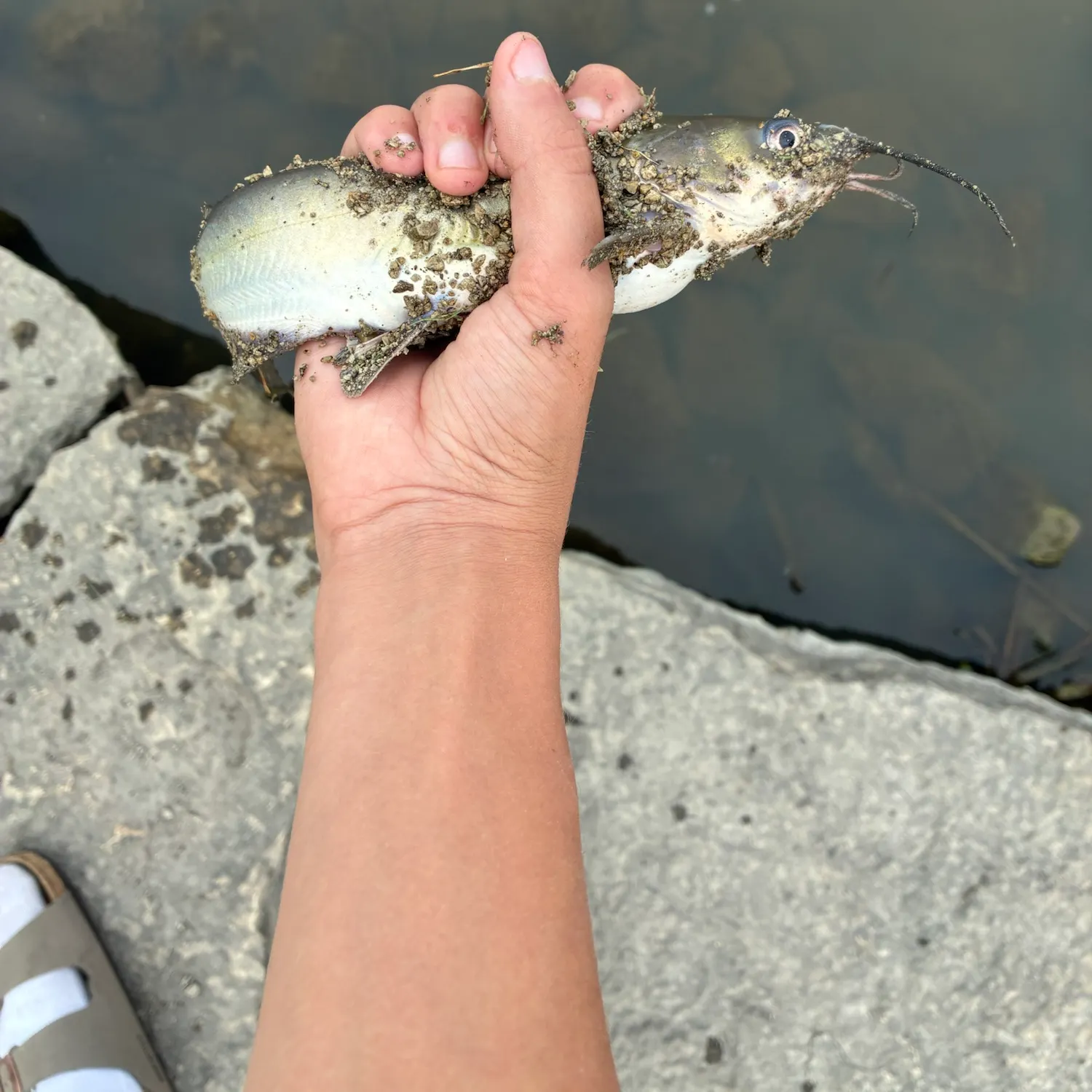 Channel catfish caught on Fishbrain
