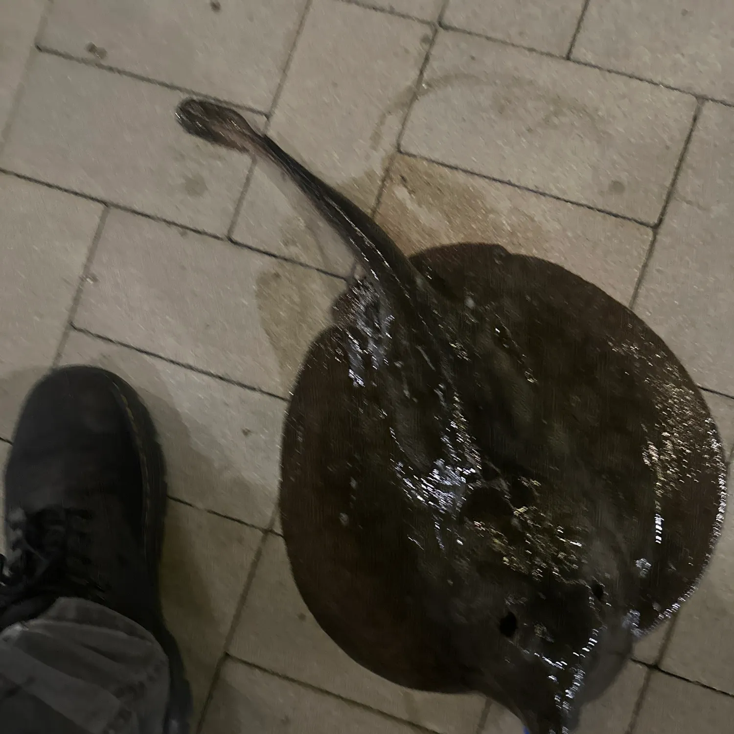 The most recent Haller's round ray catches on Fishbrain