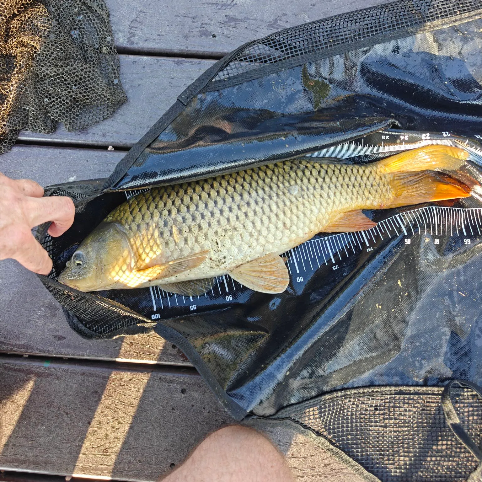 Common carp caught on Fishbrain