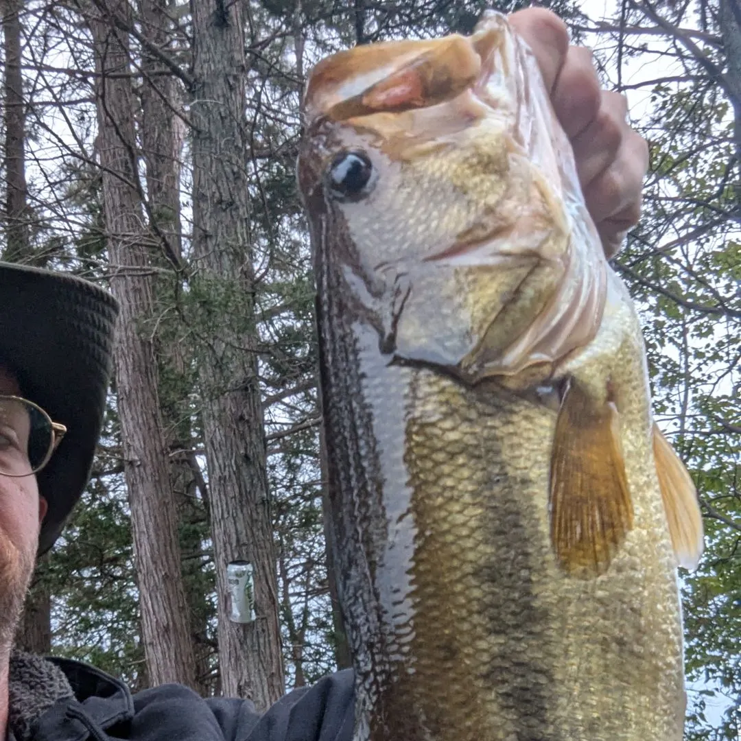Largemouth bass caught on Fishbrain