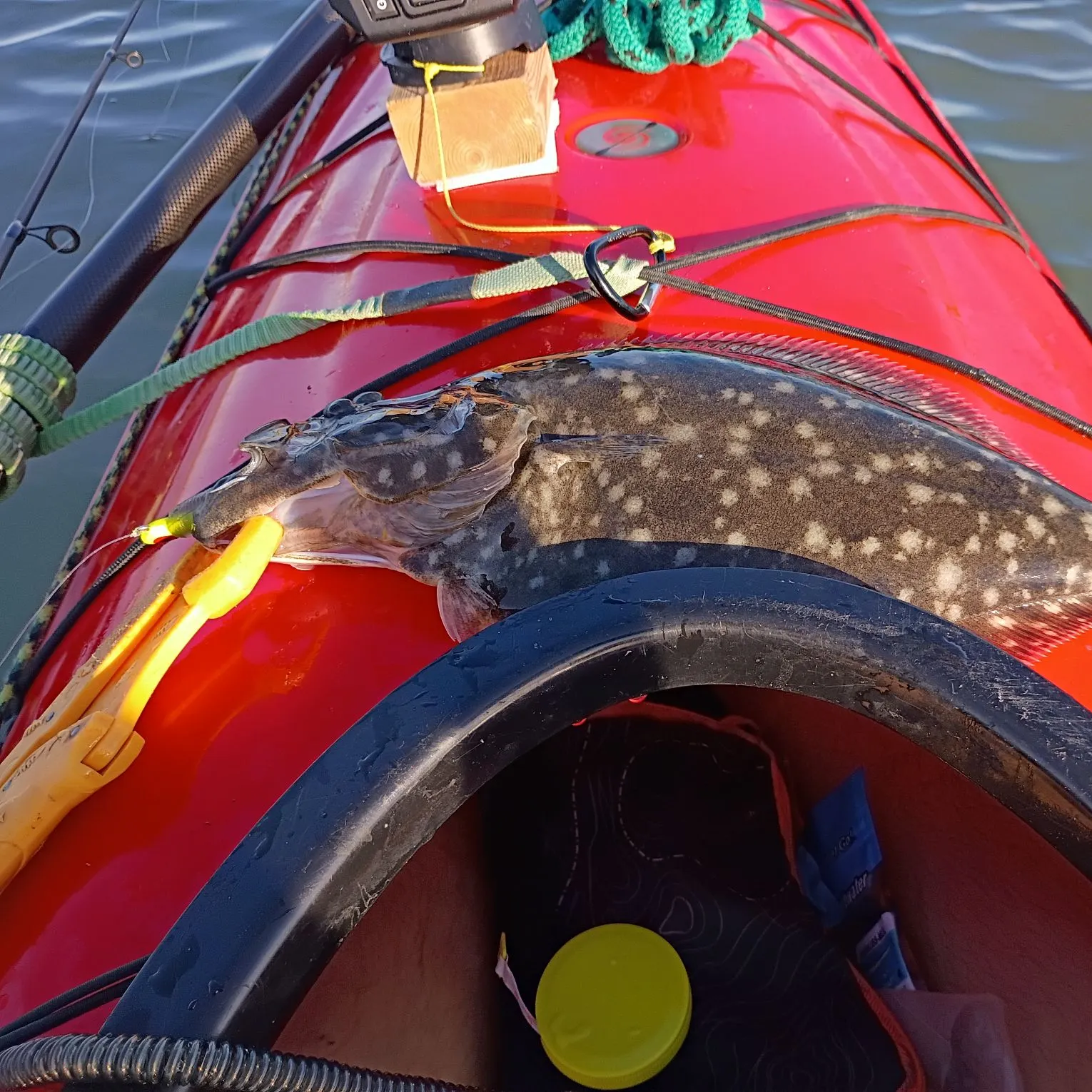 Summer flounder caught on Fishbrain