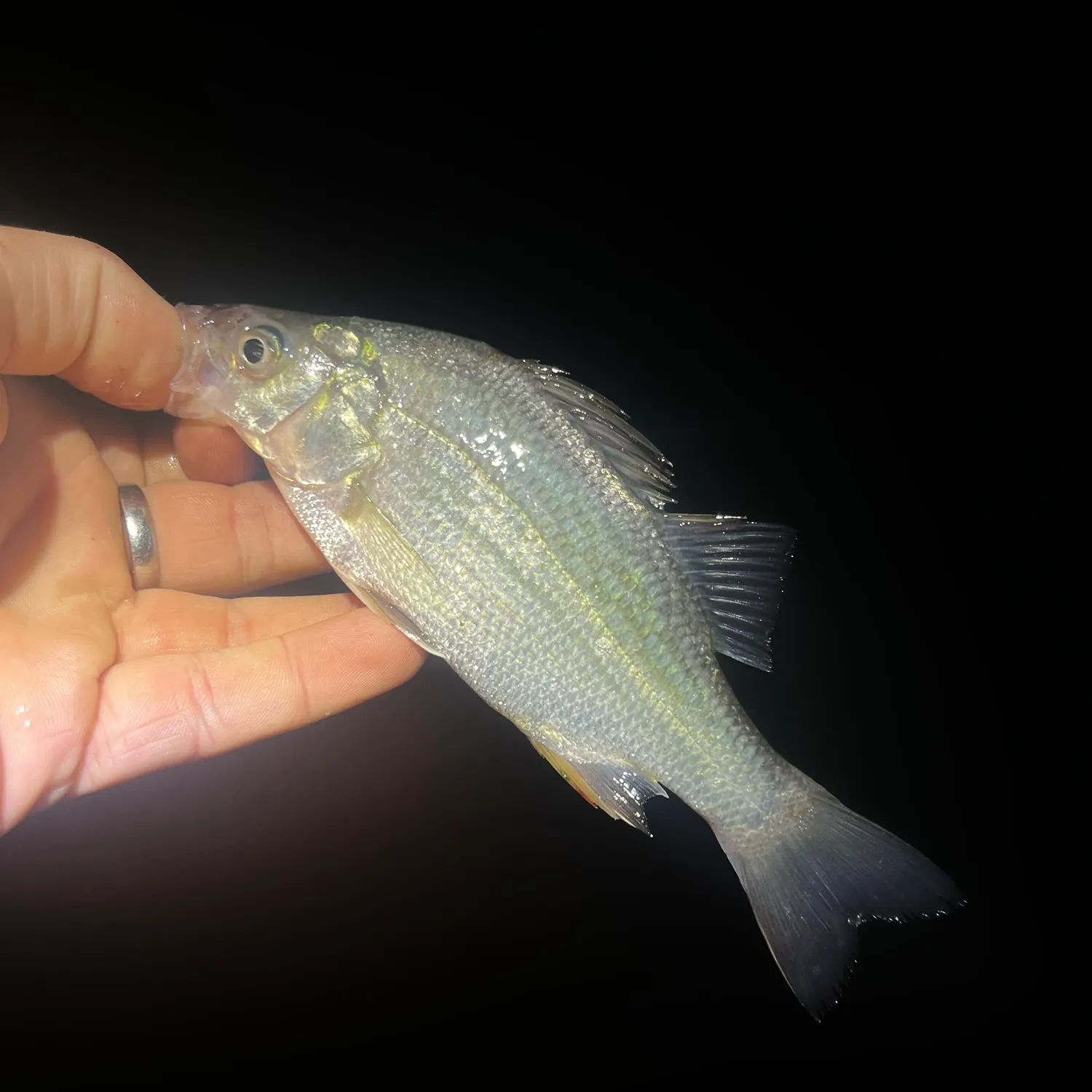 The most recent White perch catches on Fishbrain