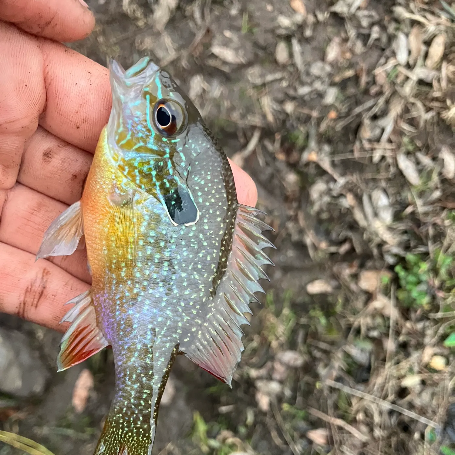 The most recent Longear sunfish catches on Fishbrain