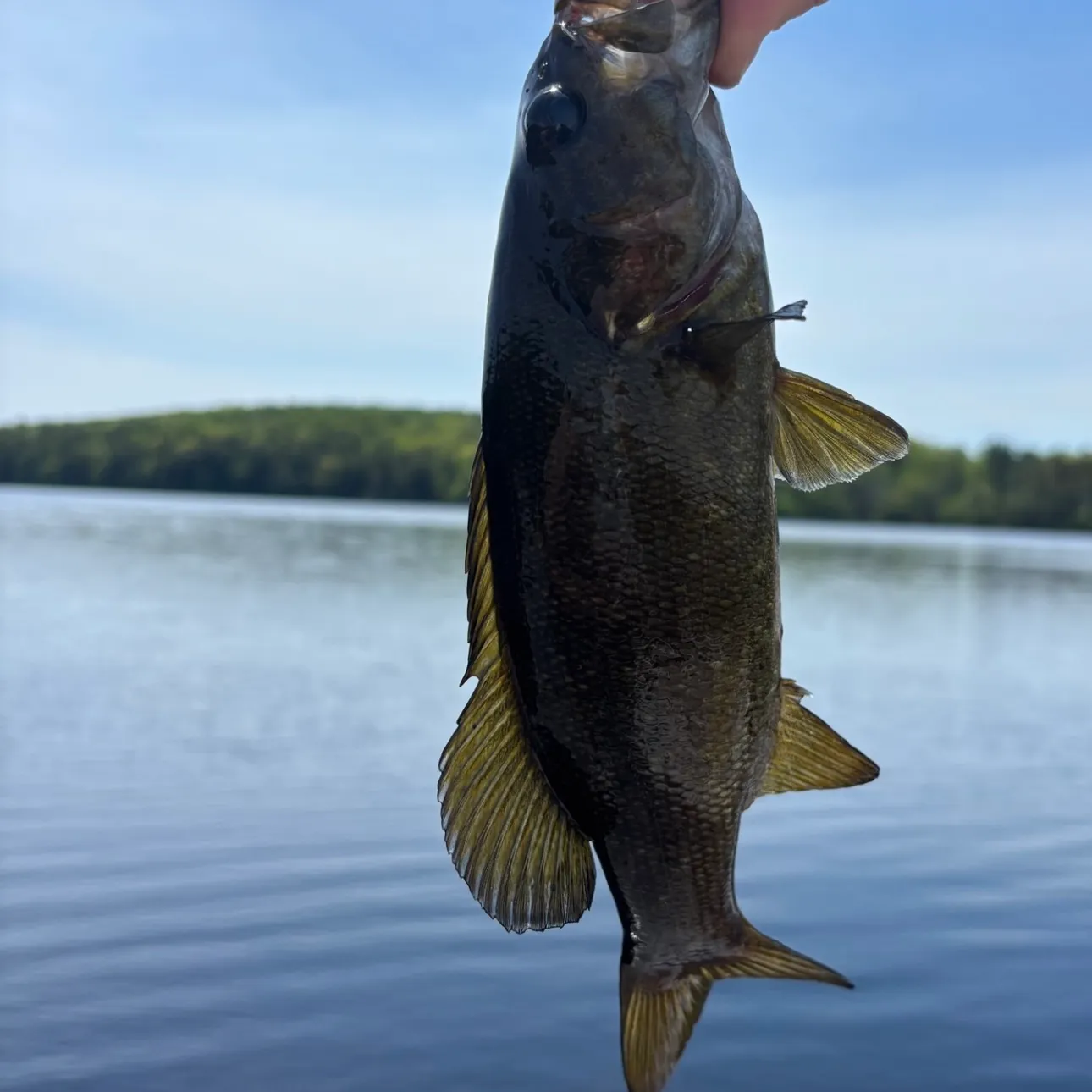 Smallmouth bass caught on Fishbrain