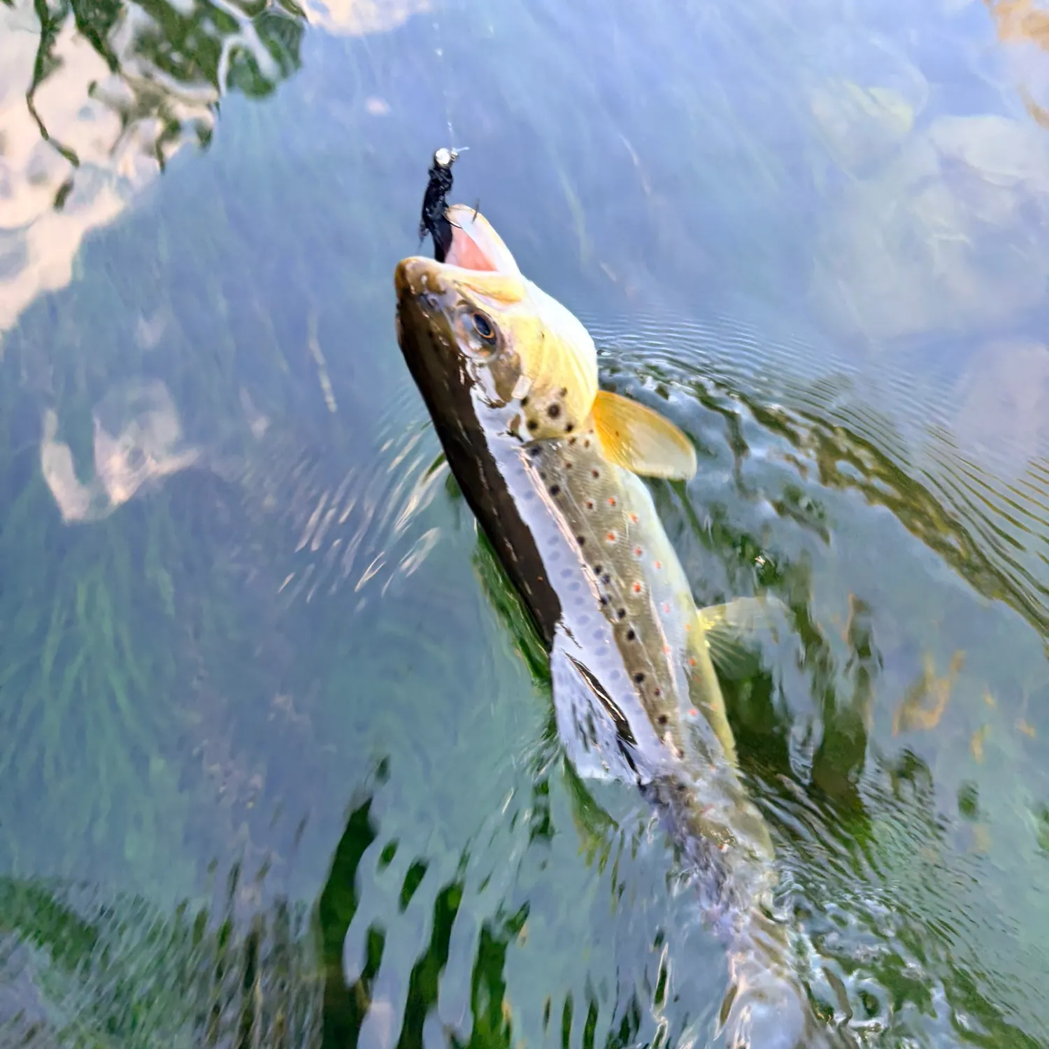 Brown trout caught on Fishbrain