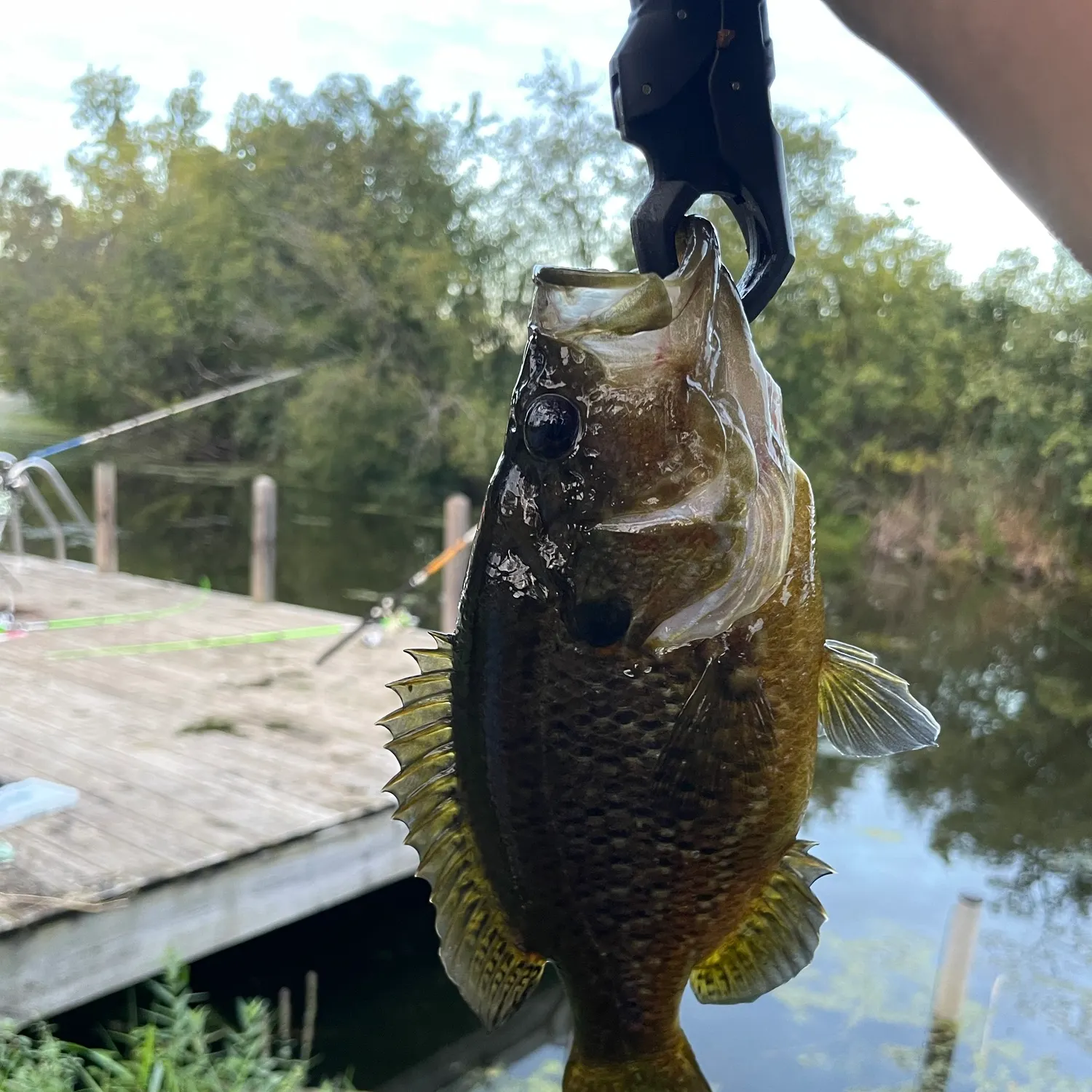 Warmouth caught on Fishbrain