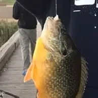 Pumpkinseed x green sunfish caught on Fishbrain