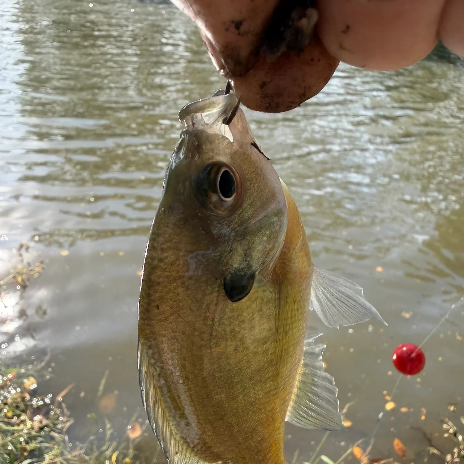 Bluegill caught on Fishbrain