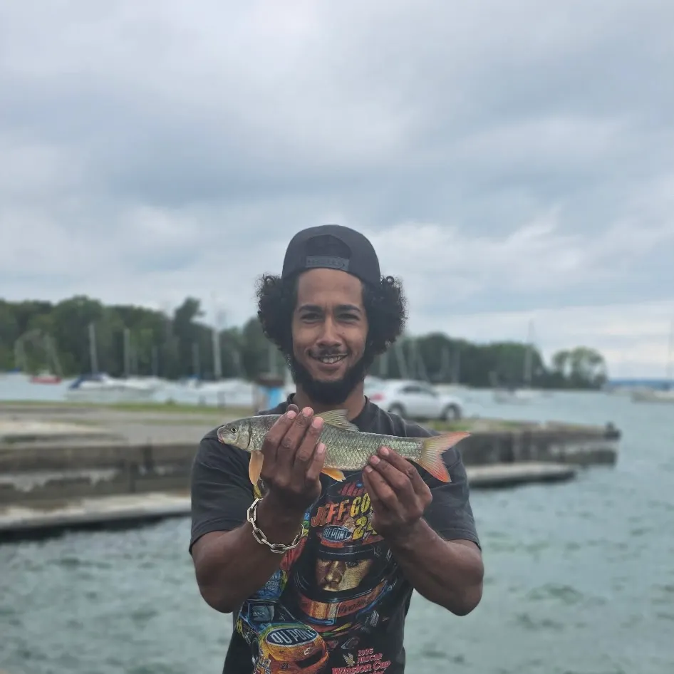 Silver redhorse caught on Fishbrain