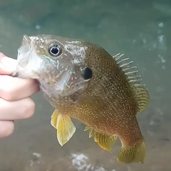 Green sunfish caught on Fishbrain