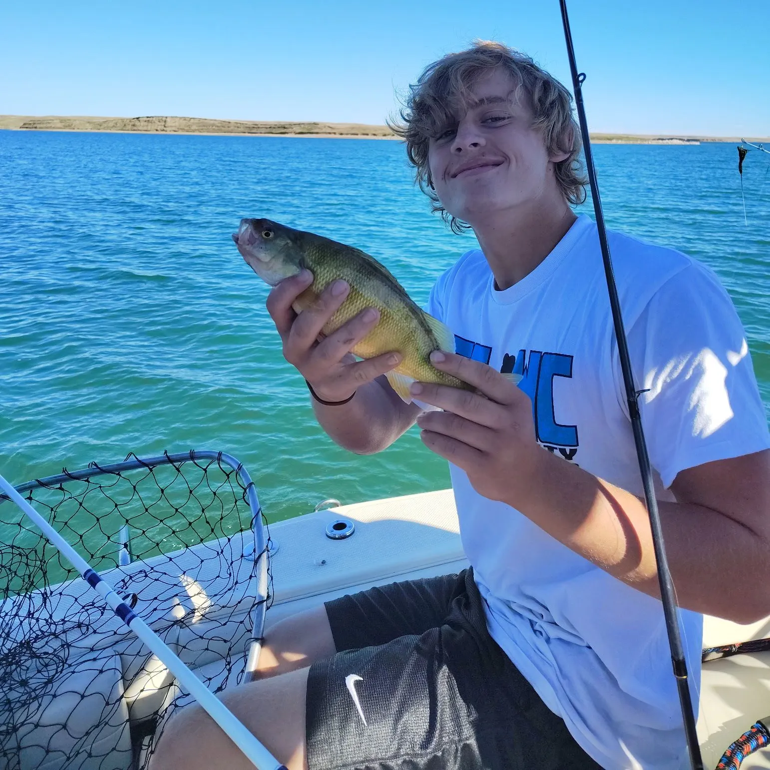 Yellow perch caught on Fishbrain