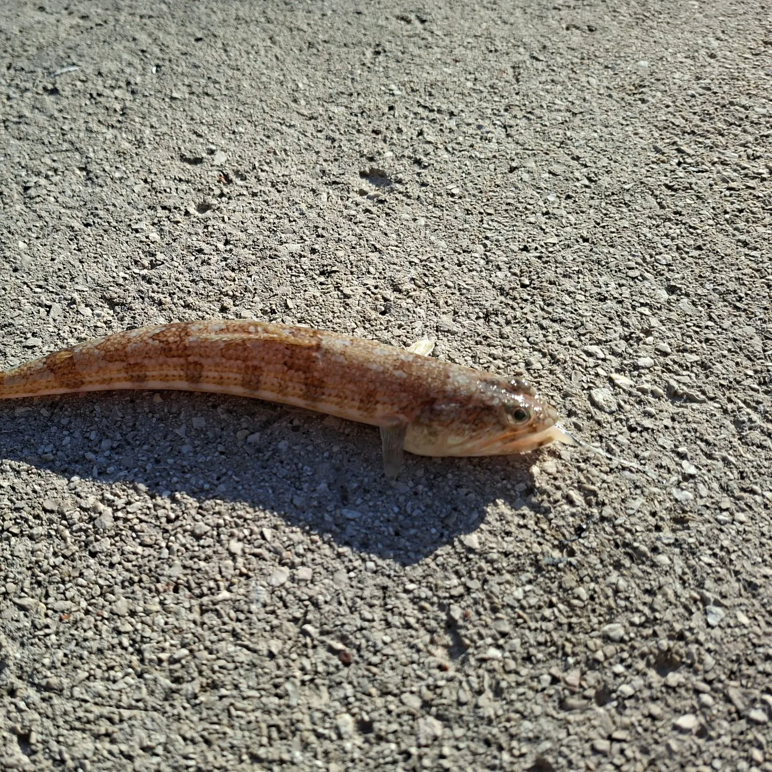 The most recent Atlantic lizardfish catches on Fishbrain