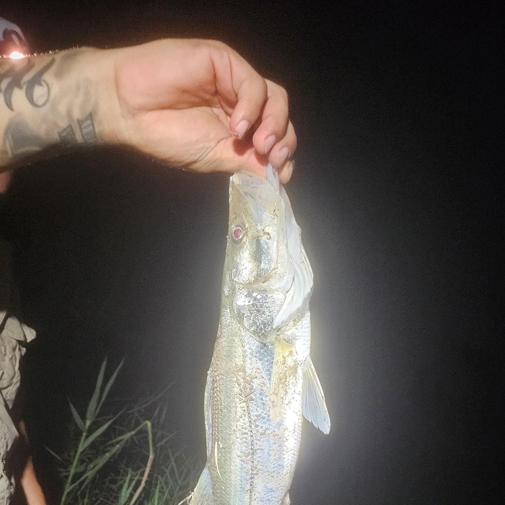 Common snook caught on Fishbrain
