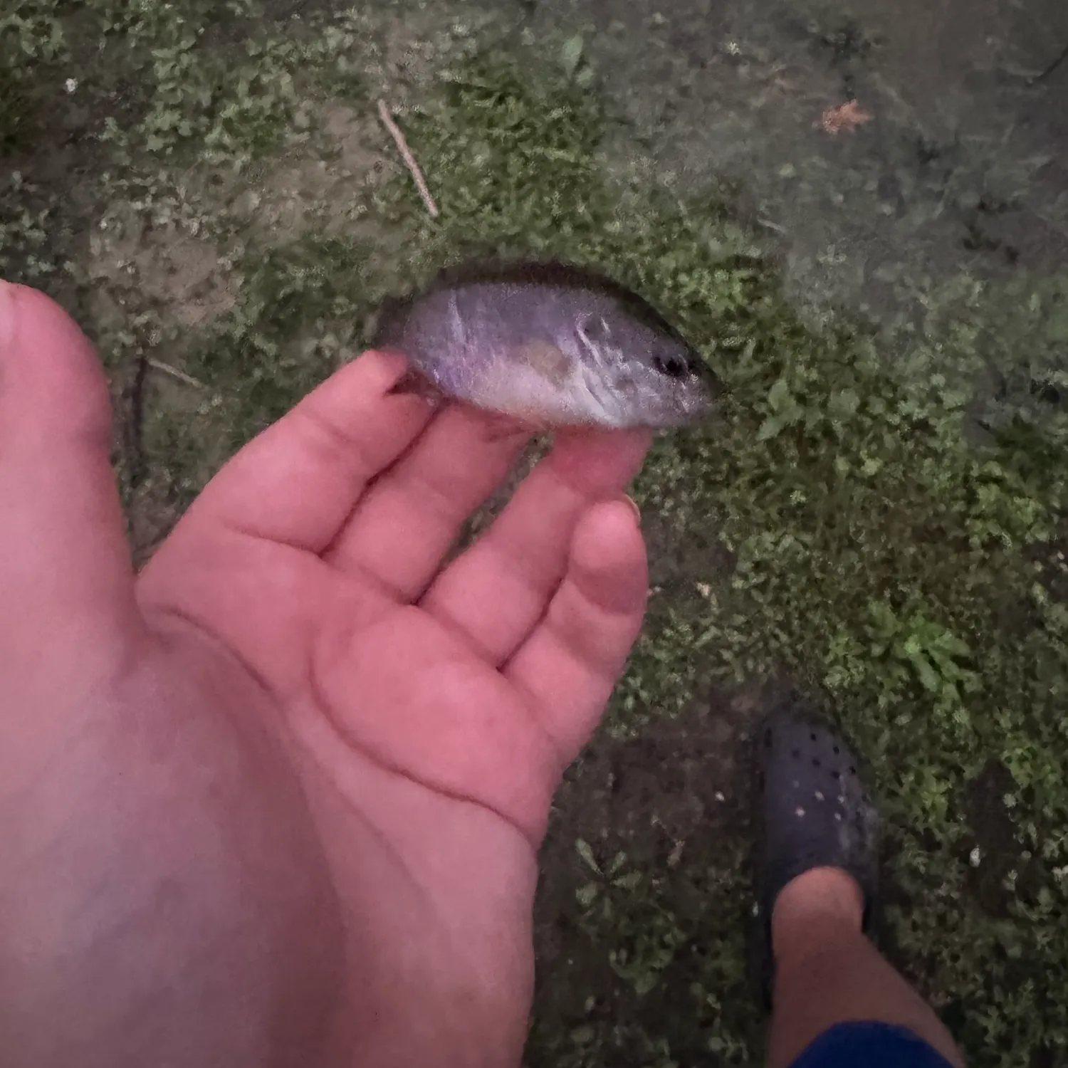 Green sunfish caught on Fishbrain