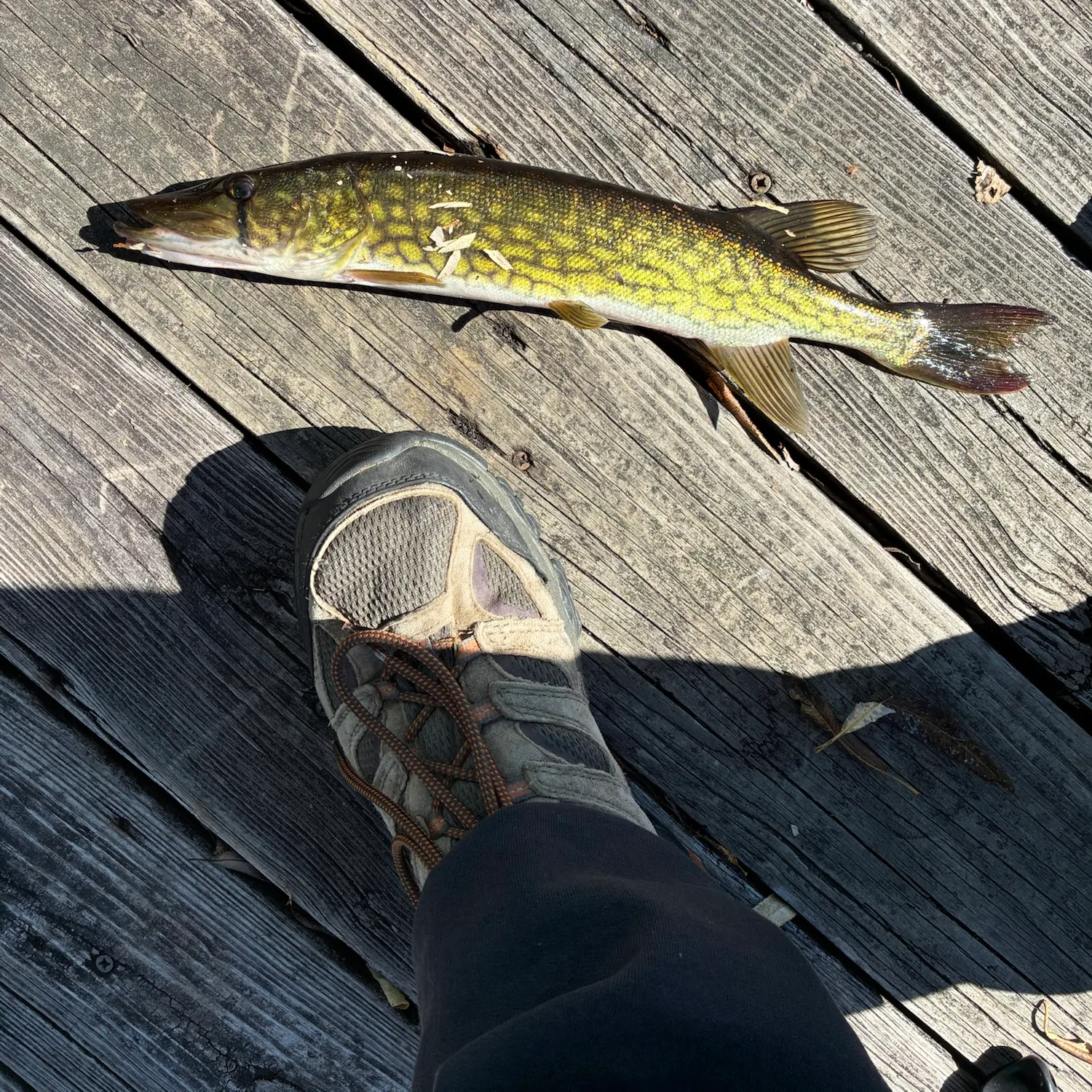 Chain pickerel caught on Fishbrain