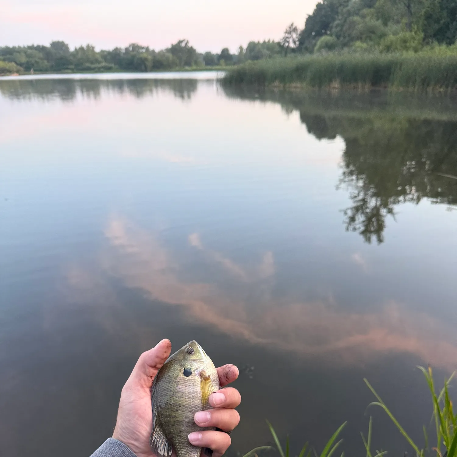 Bluegill caught on Fishbrain