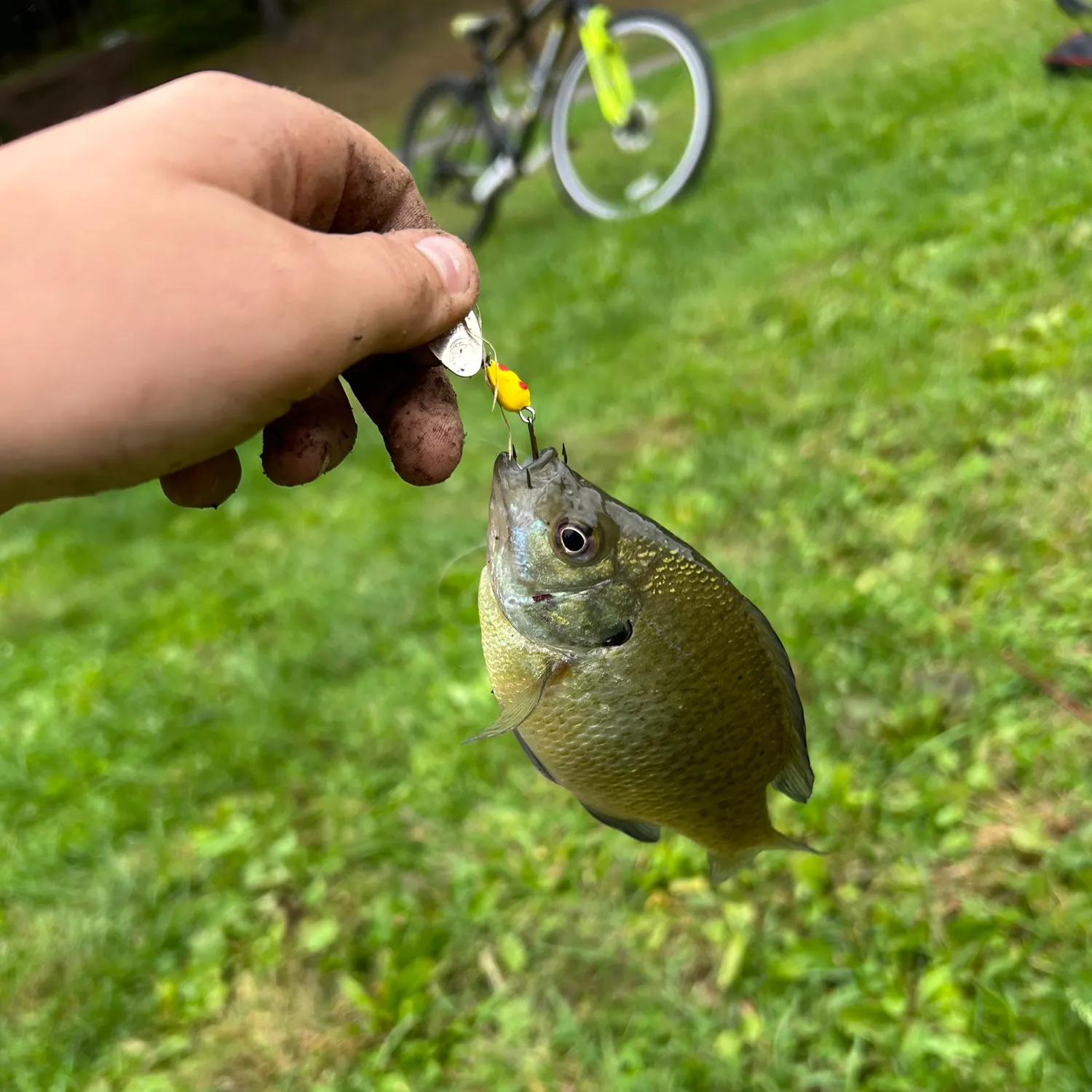 Bluegill caught on Fishbrain