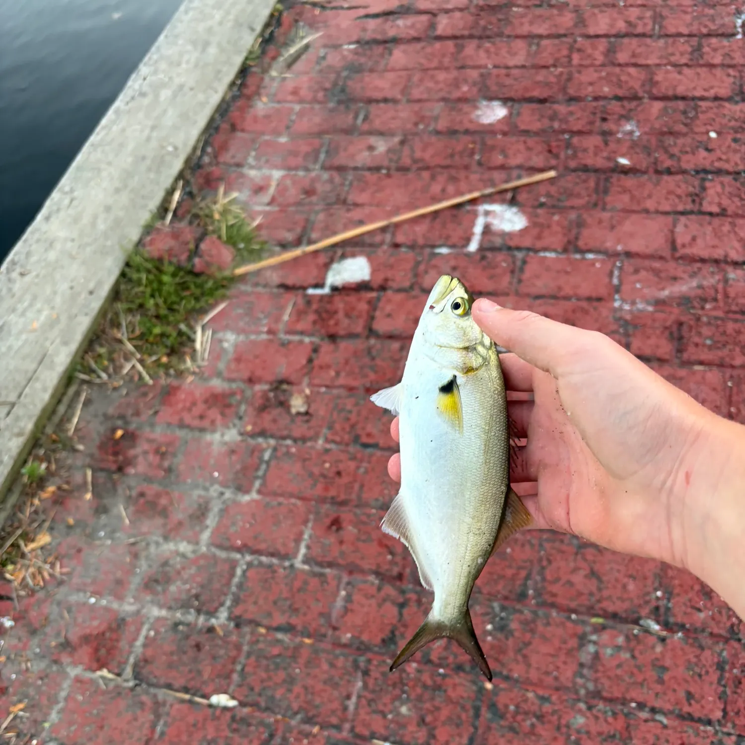 Bluefish caught on Fishbrain