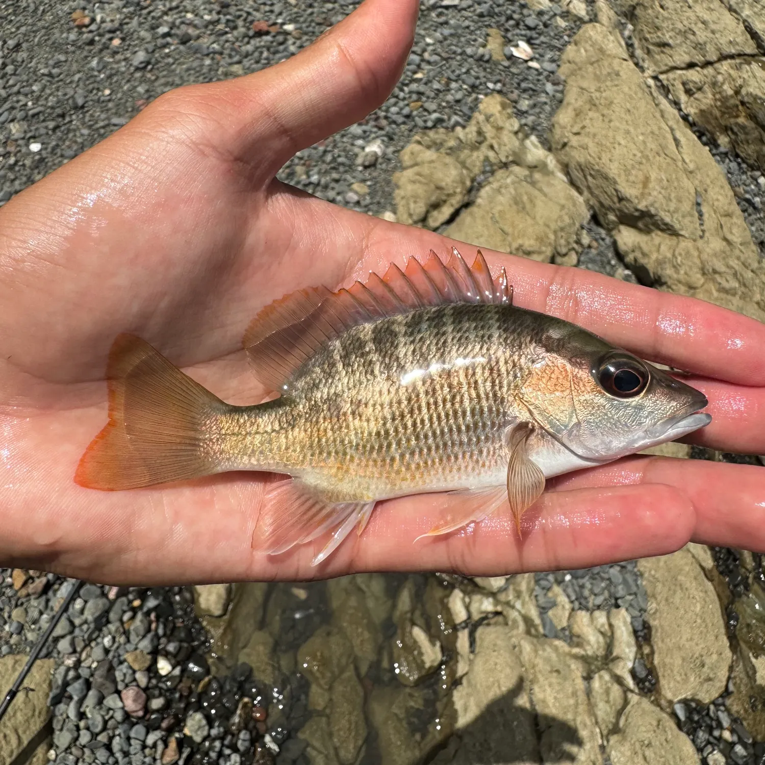 The most recent Yellow snapper catches on Fishbrain