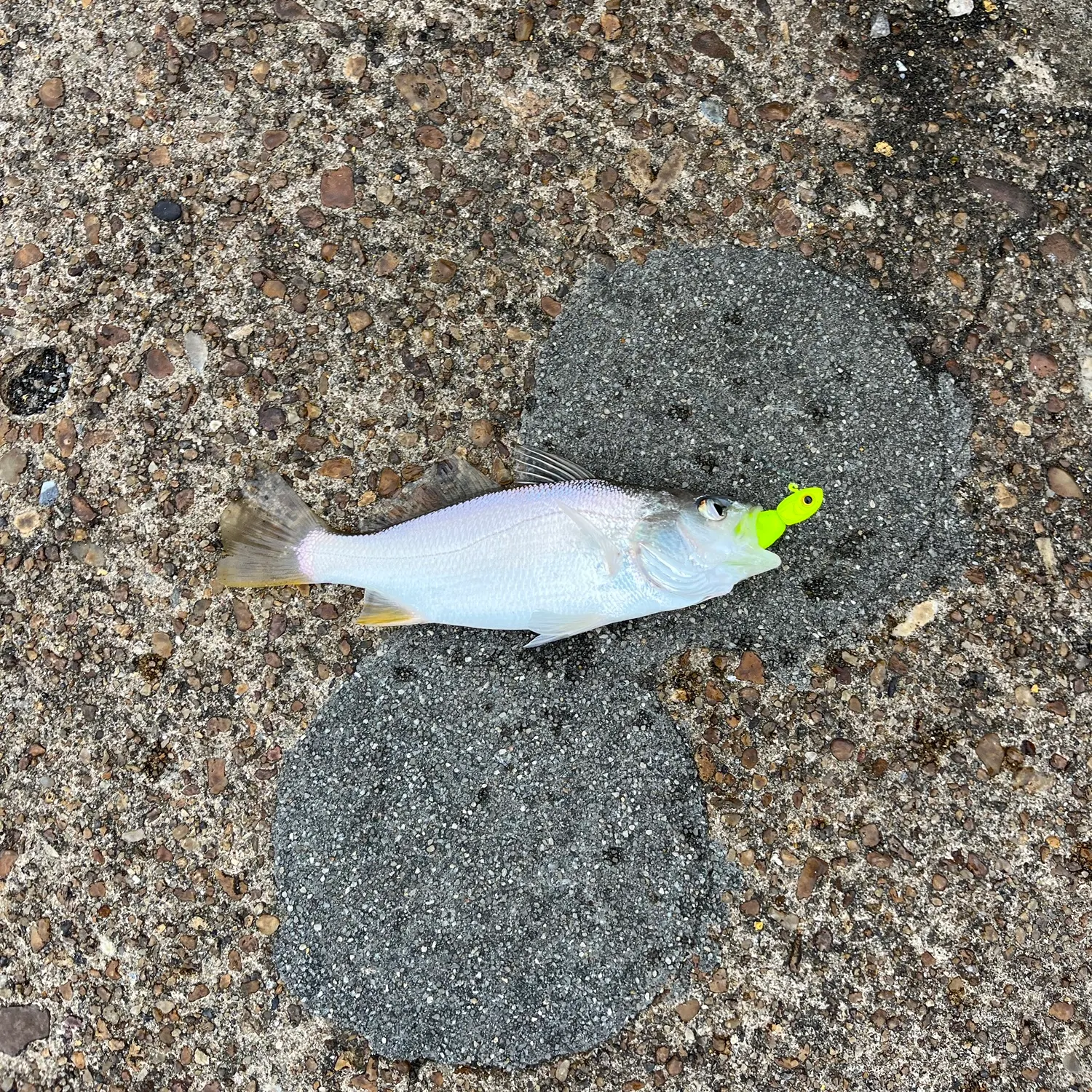 Silver perch caught on Fishbrain