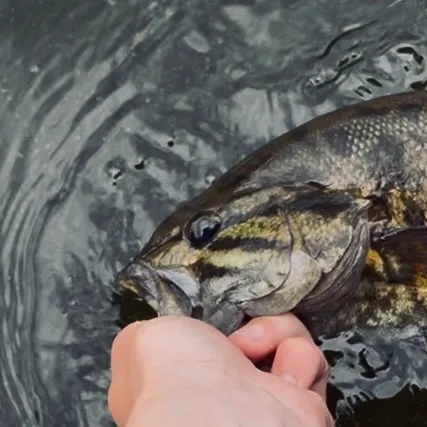 Smallmouth bass caught on Fishbrain