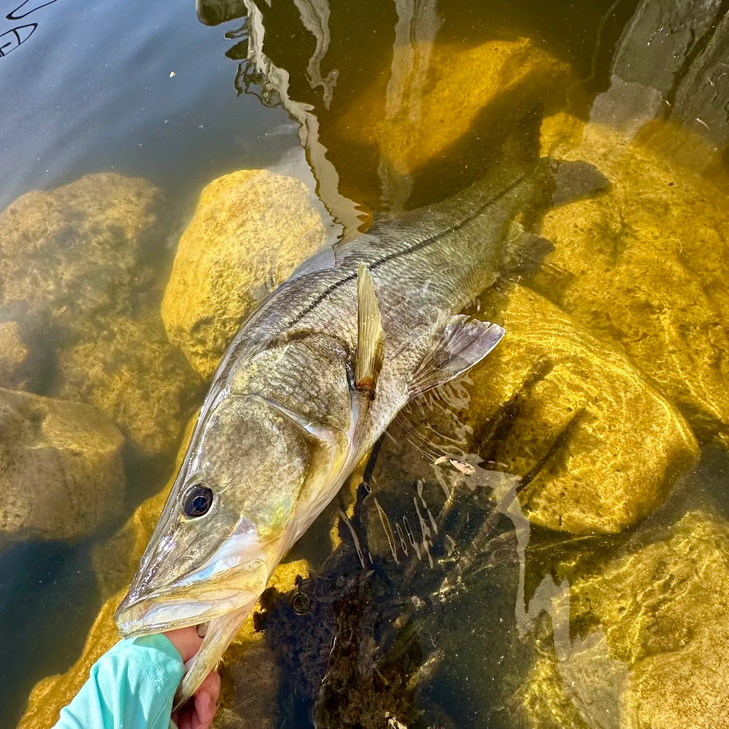 The most recent Common snook catches on Fishbrain