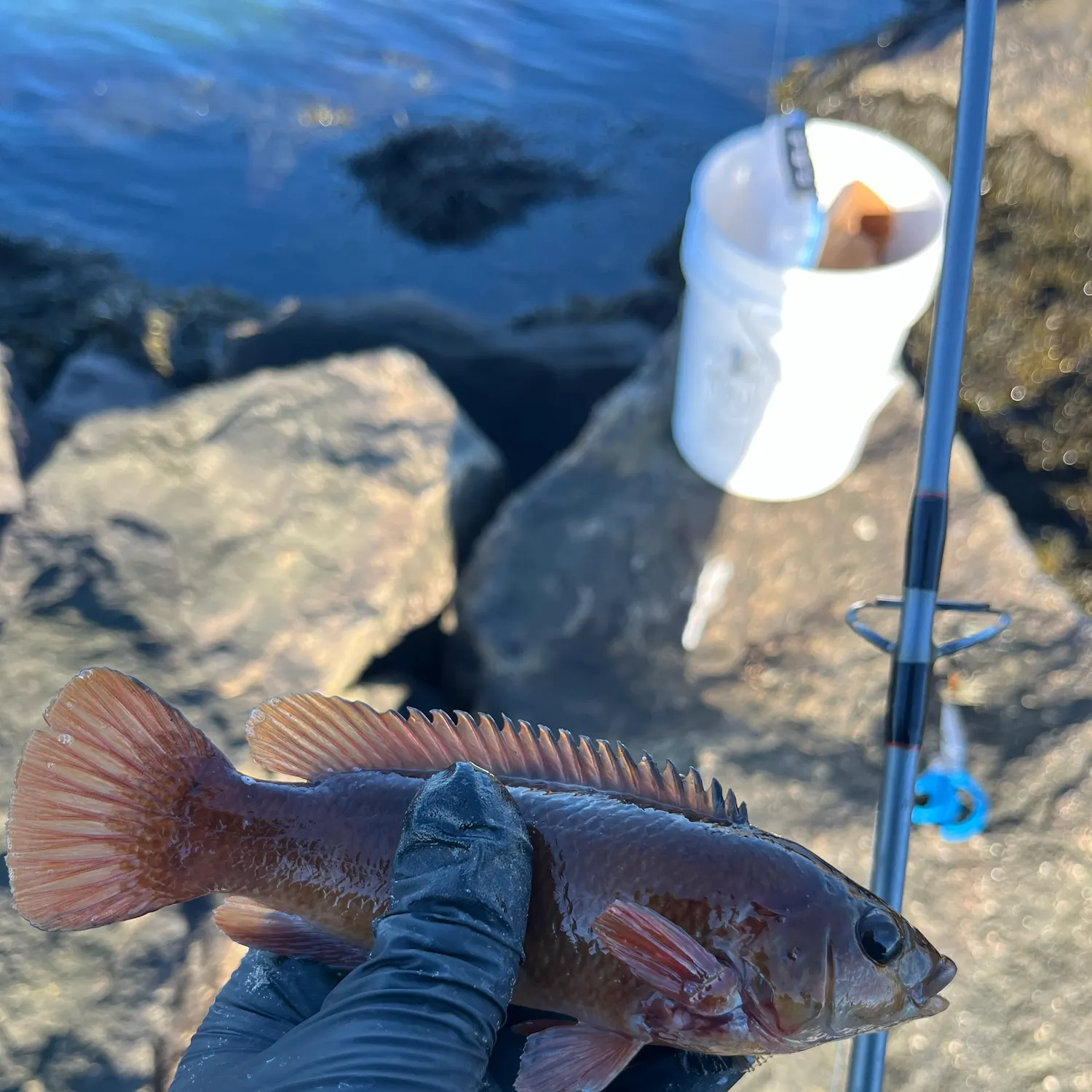 Cunner caught on Fishbrain